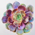 Echeveria Nodulosa original drawing