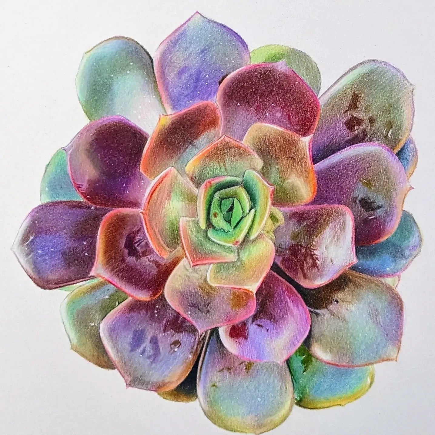 Echeveria Nodulosa original drawing