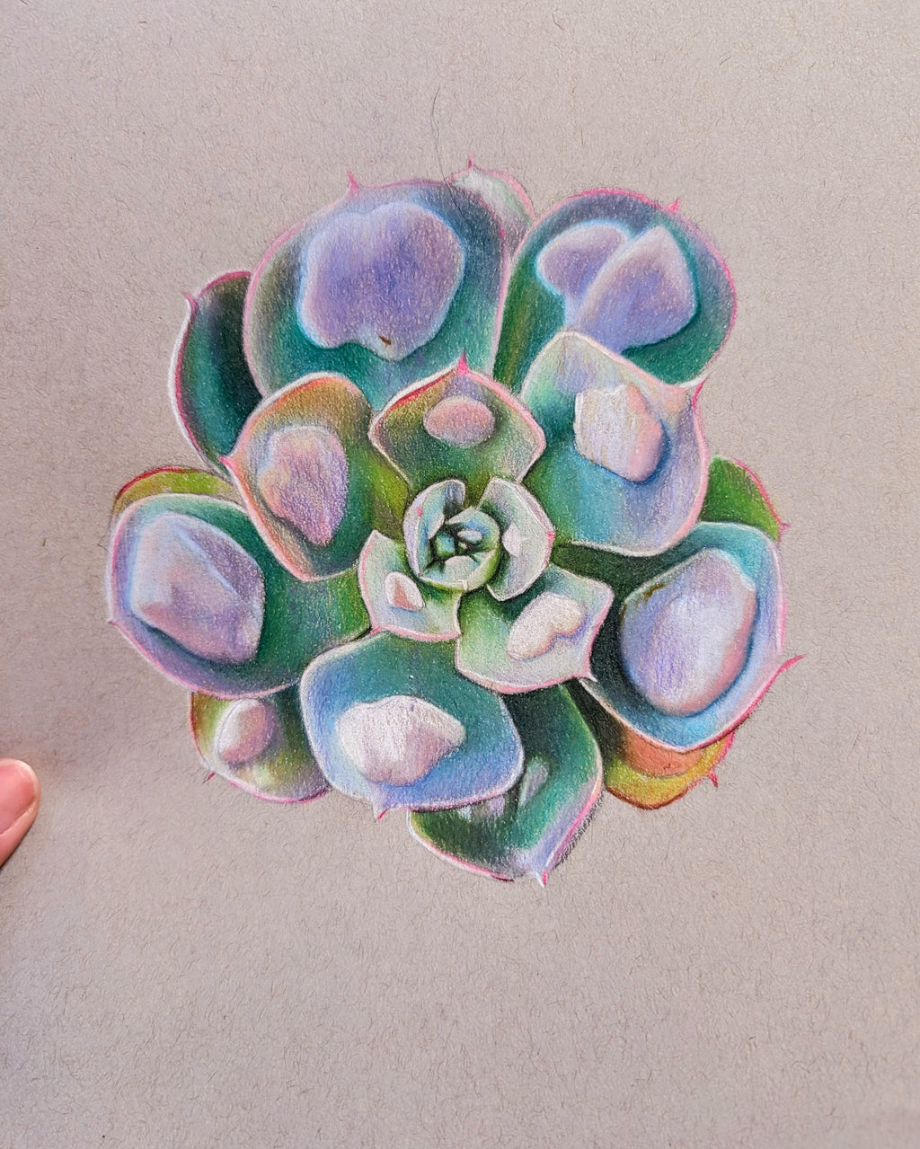 Echeveria Raindrops