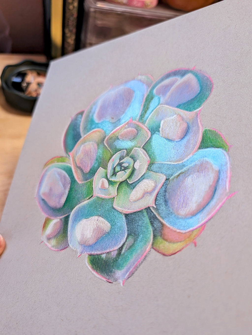 Echeveria Raindrops