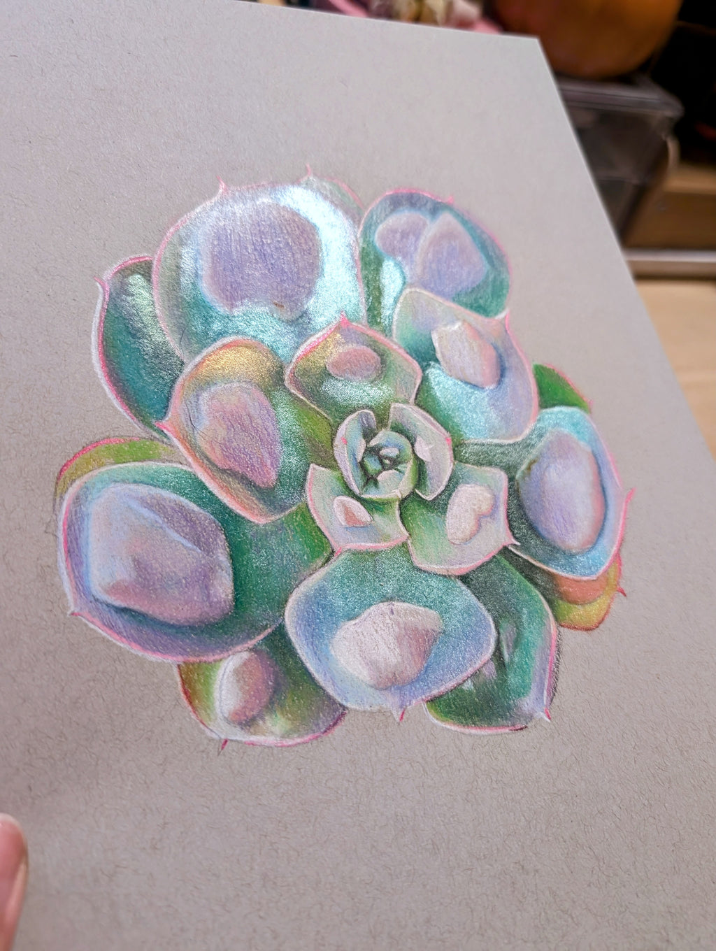 Echeveria Raindrops