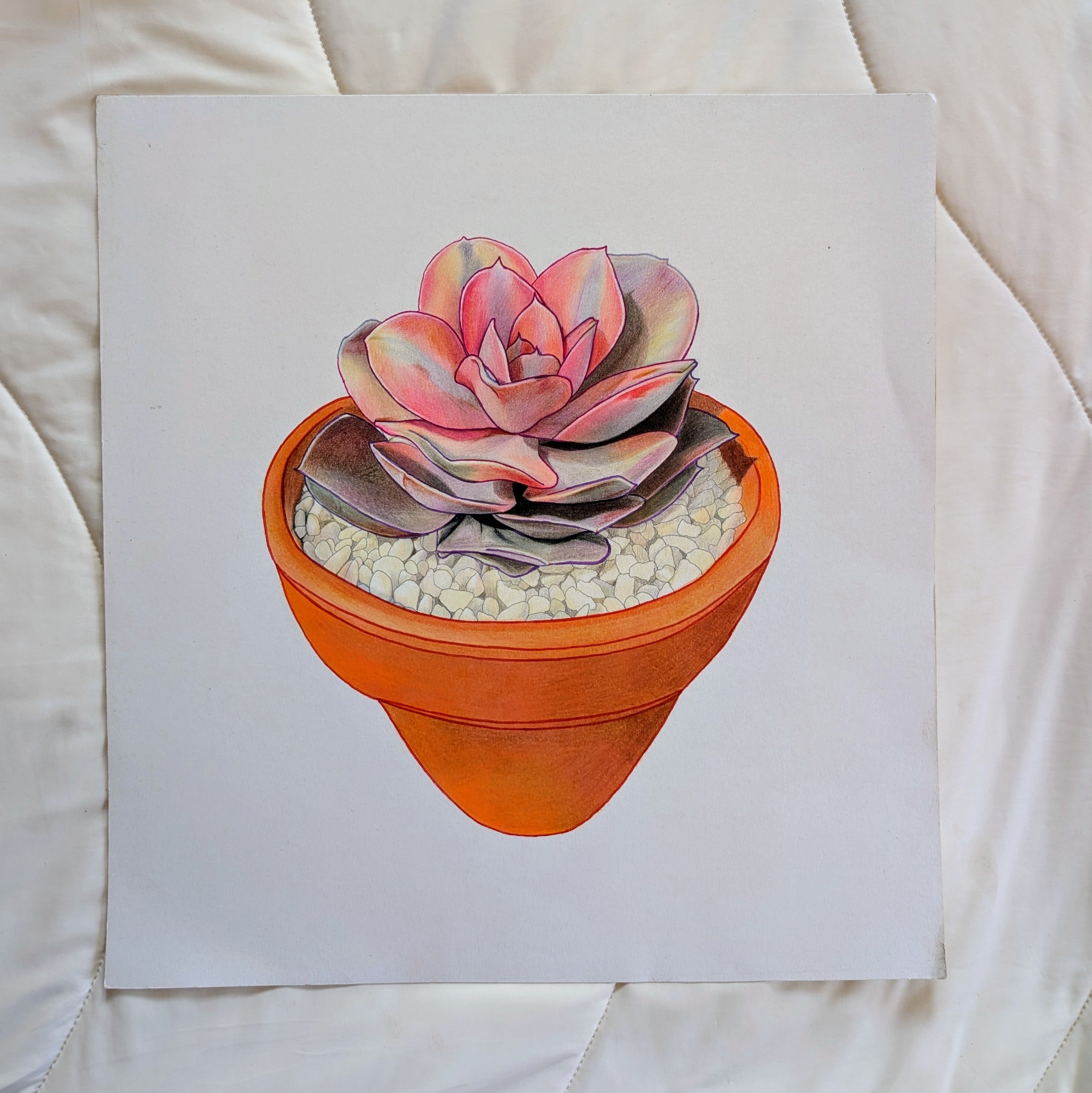 Echeveria Rainbow