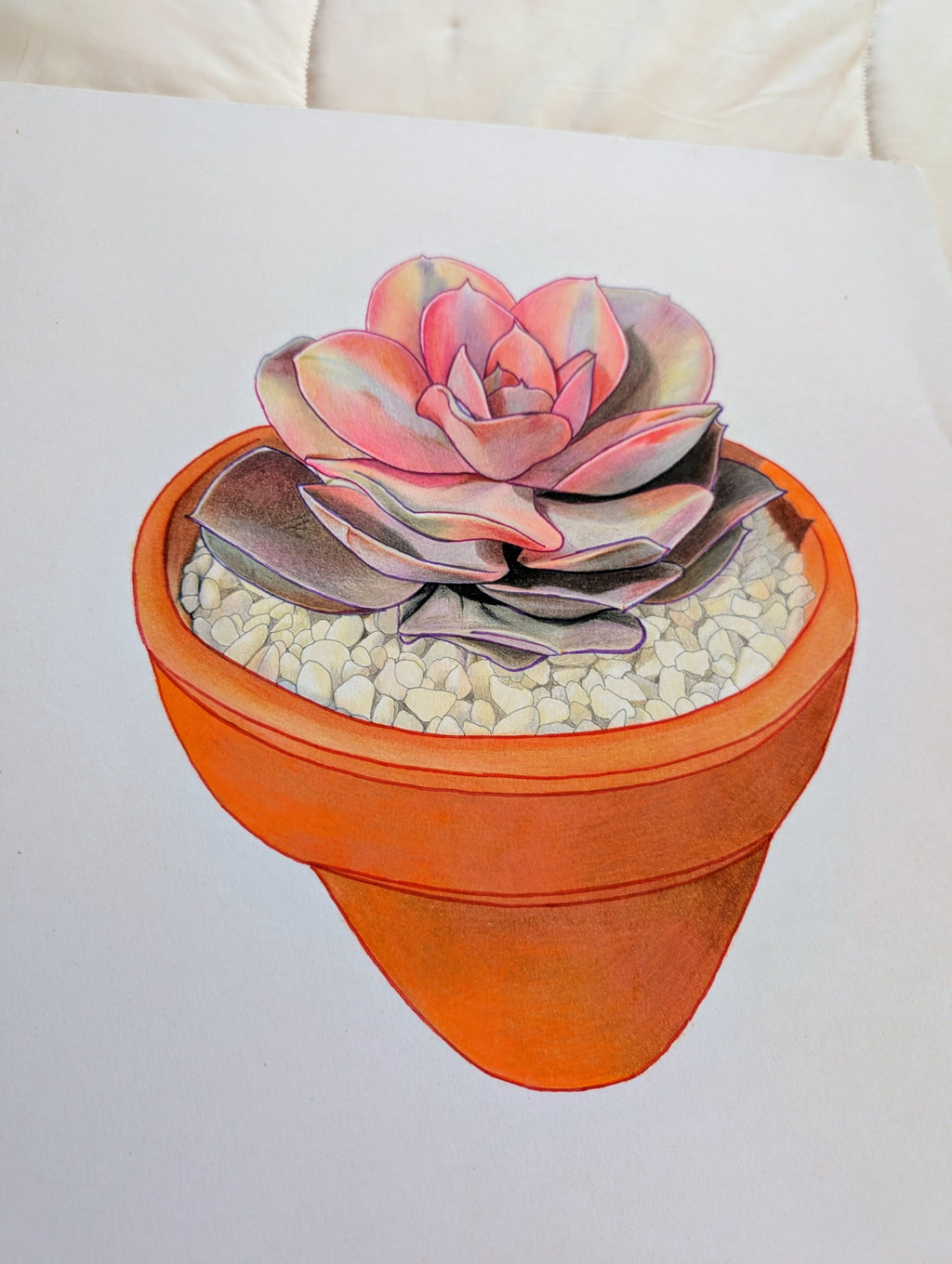 Echeveria Rainbow