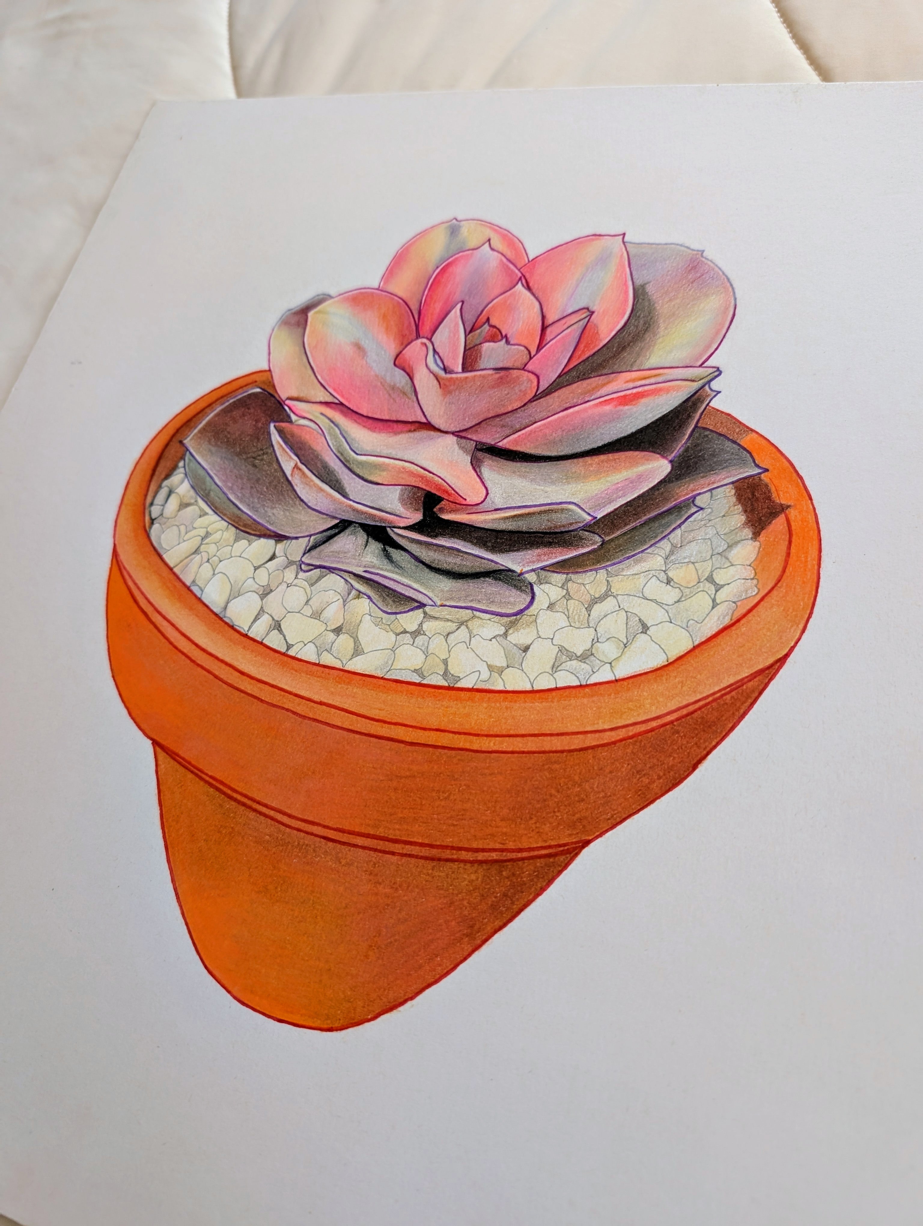 Echeveria Rainbow