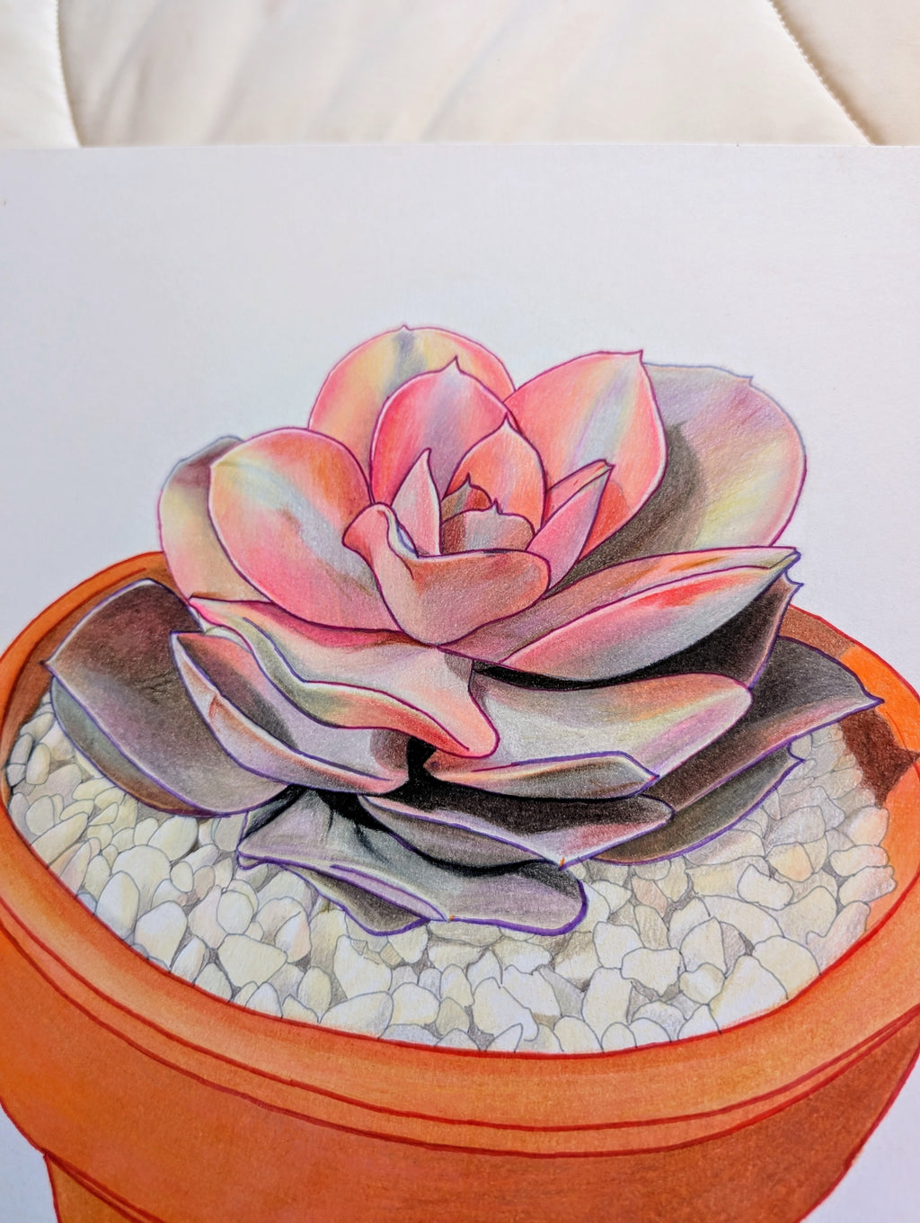 Echeveria Rainbow