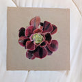Aeonium Medusa