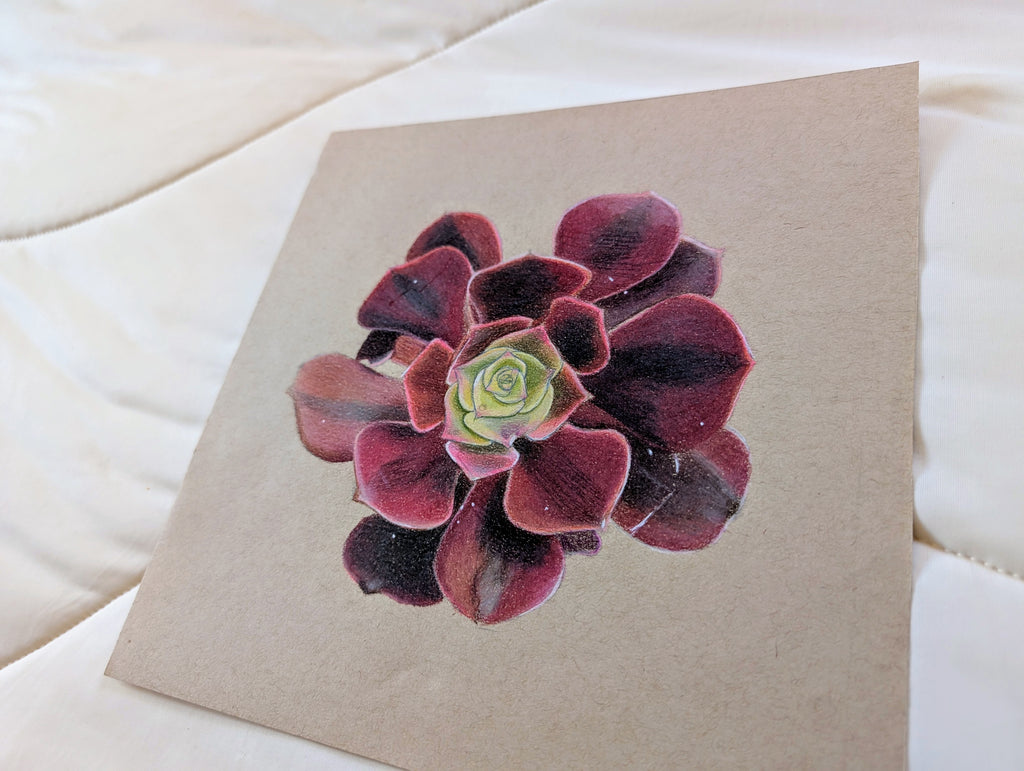 Aeonium Medusa