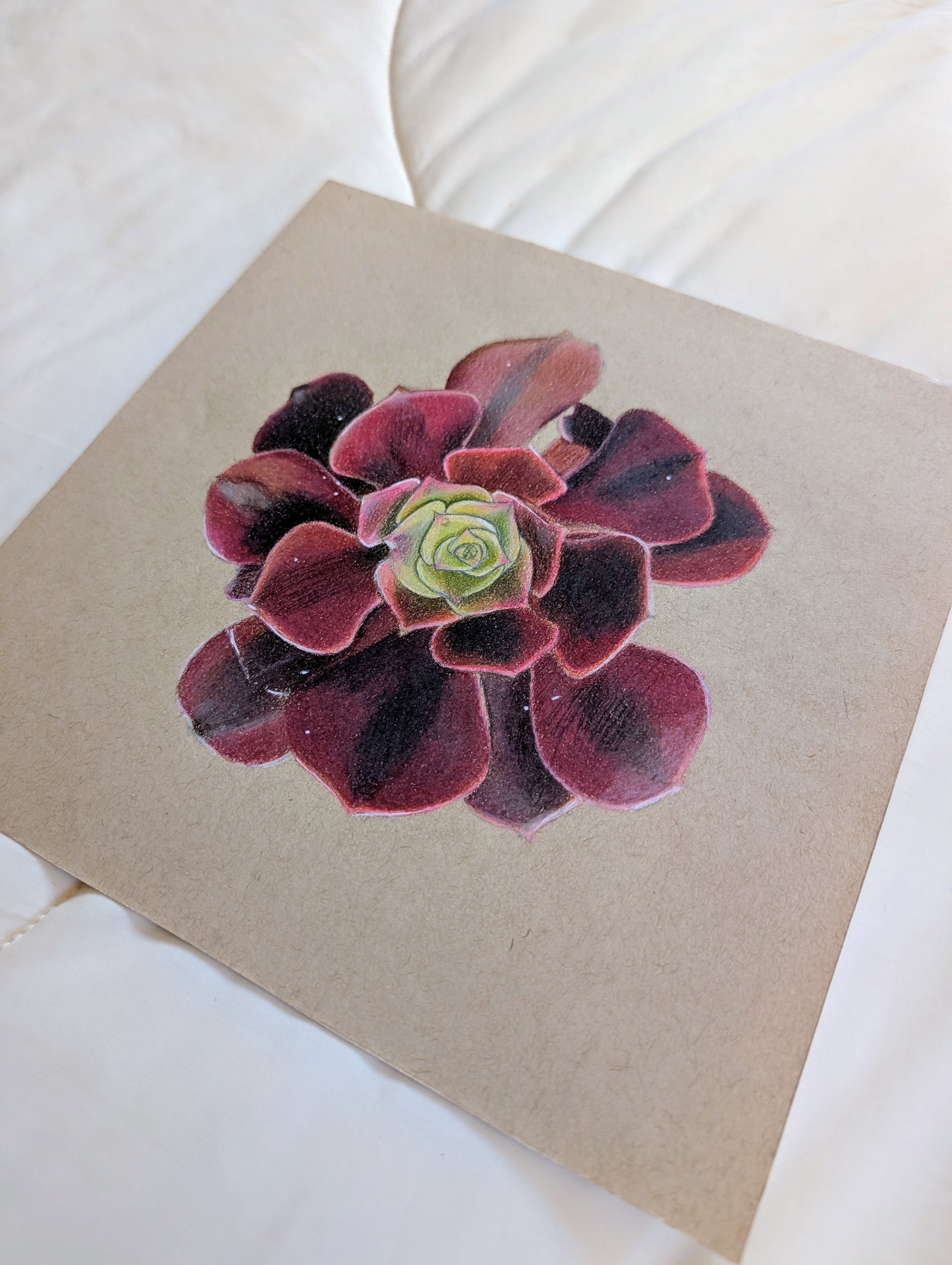Aeonium Medusa