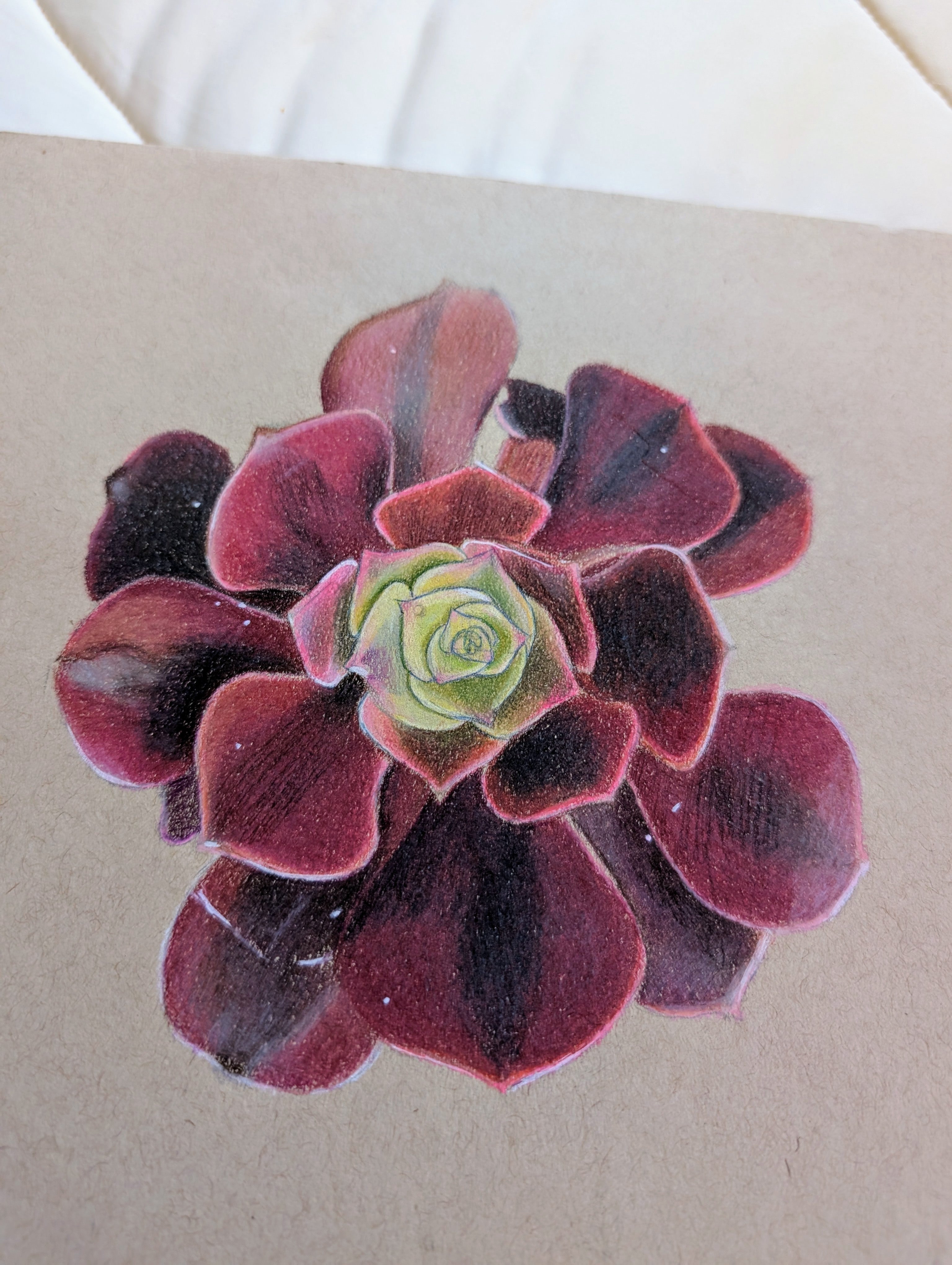 Aeonium Medusa
