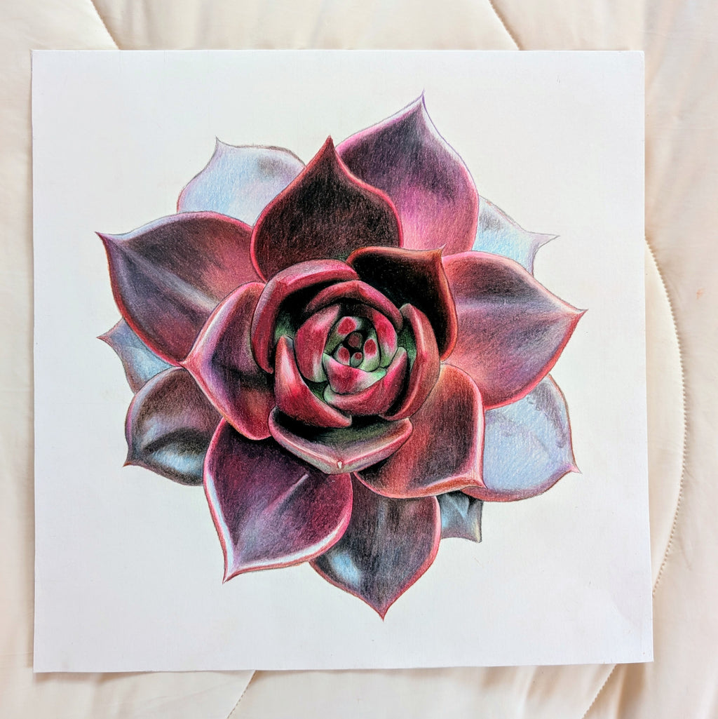 Echeveria Lovesong