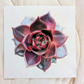 Echeveria Lovesong