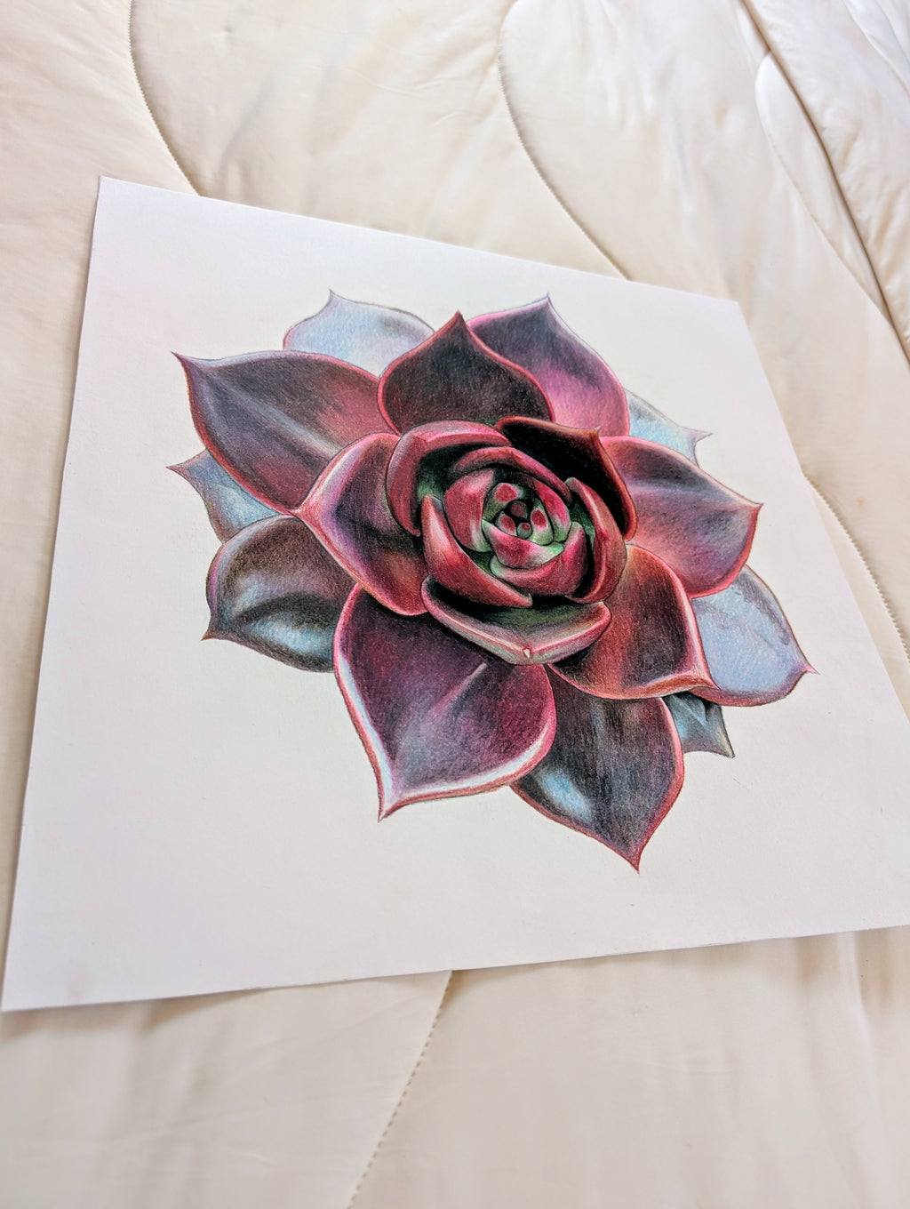 Echeveria Lovesong