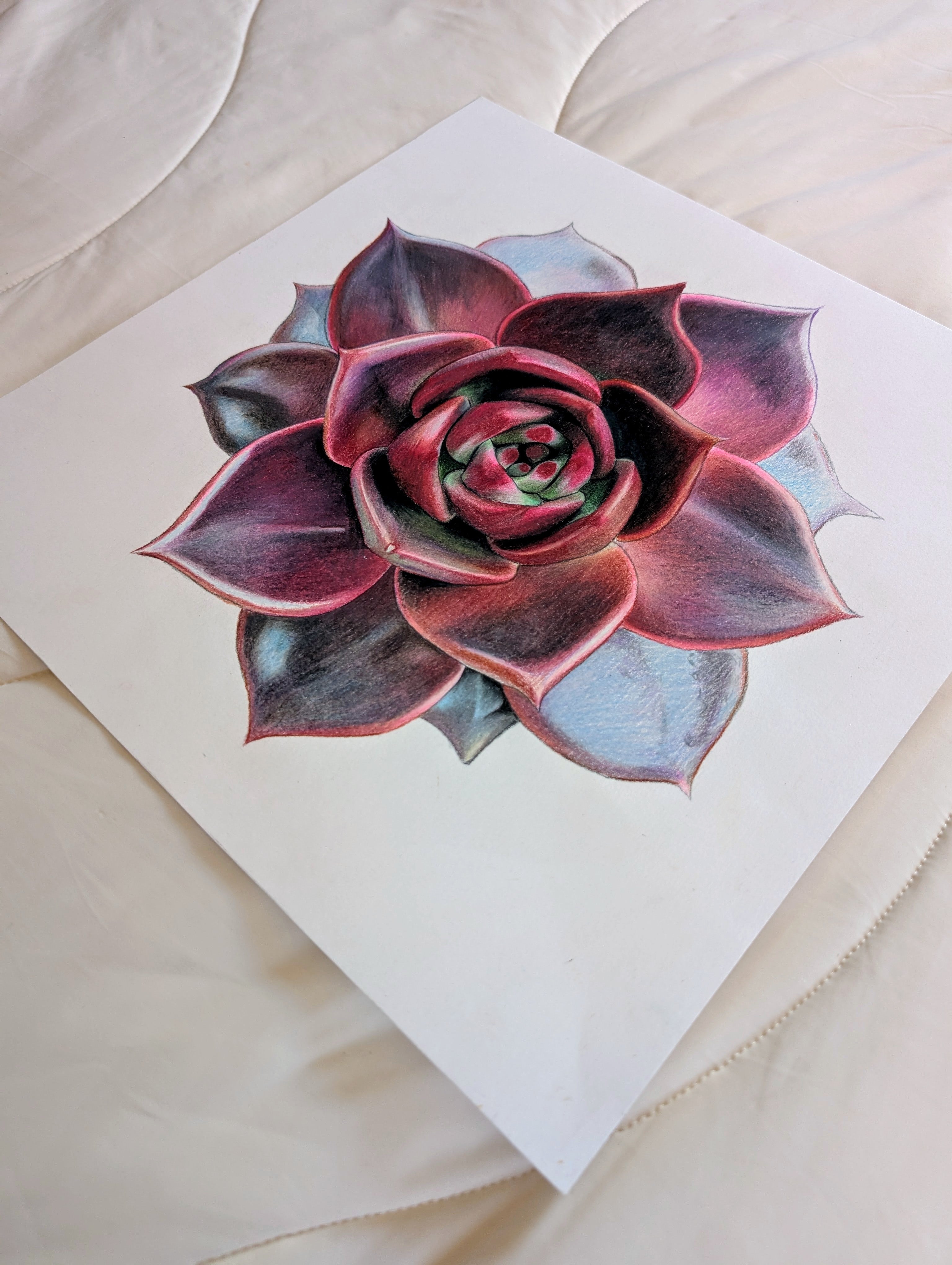 Echeveria Lovesong