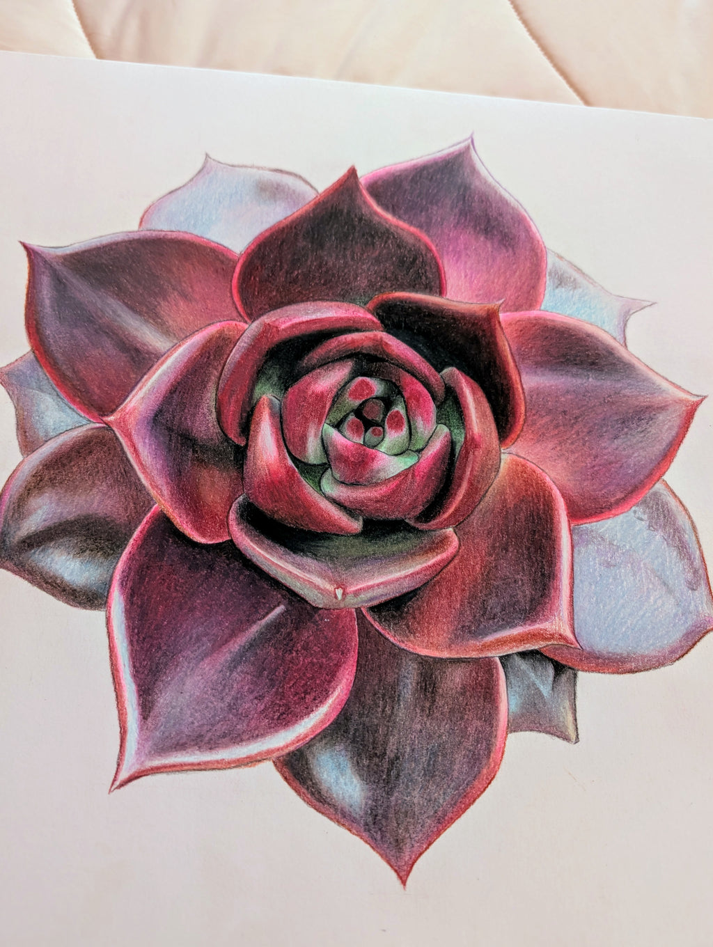 Echeveria Lovesong