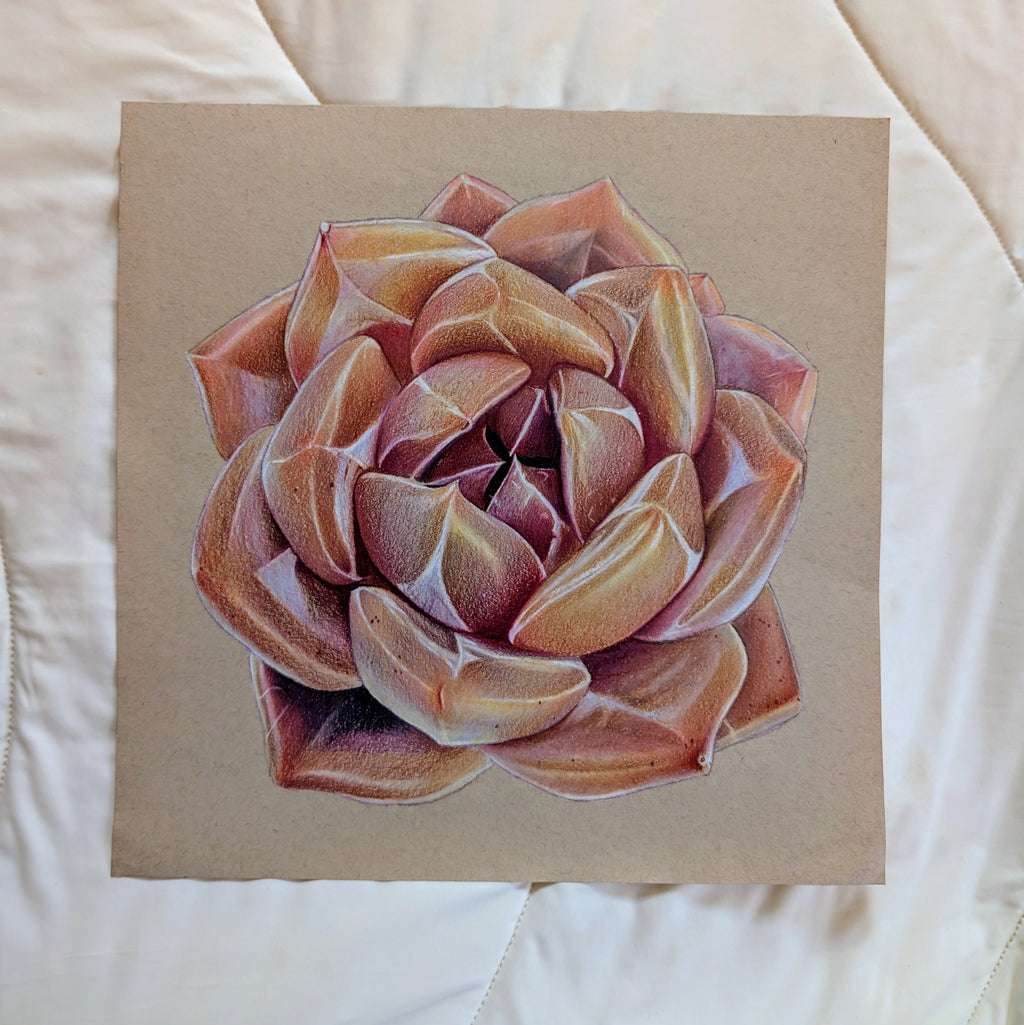 Echeveria Shallot