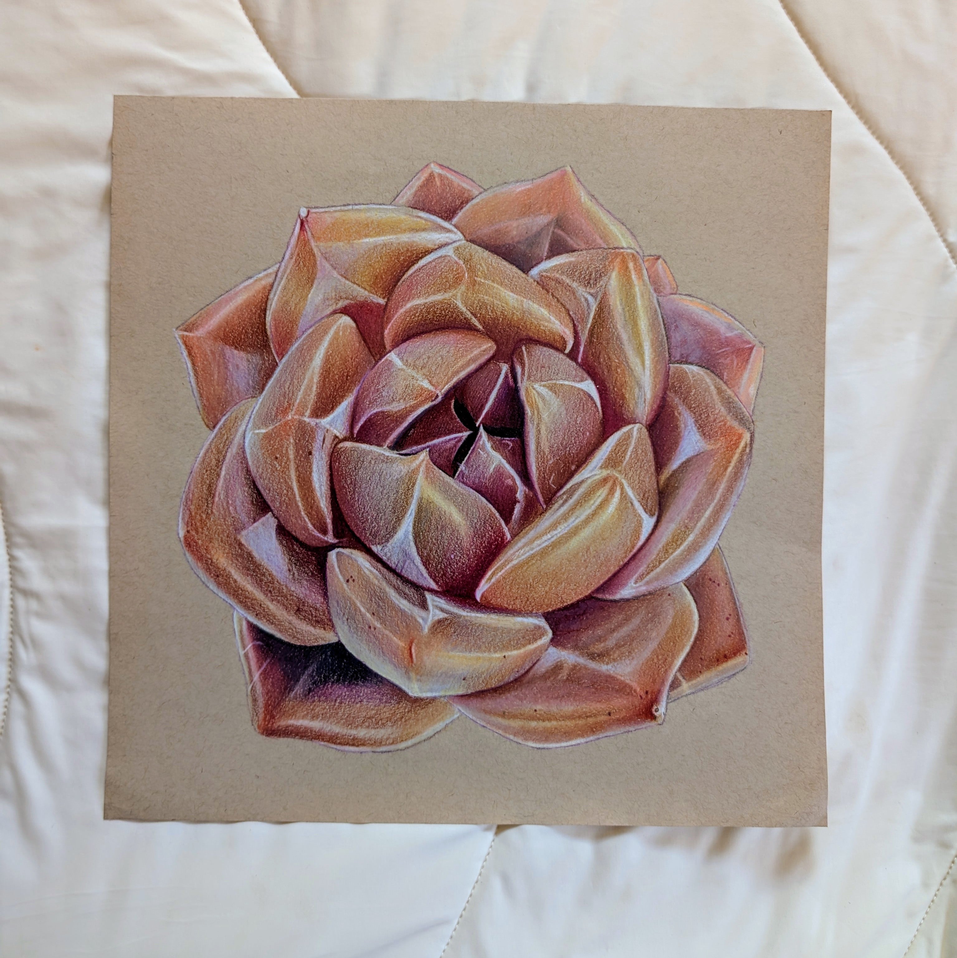 Echeveria Shallot