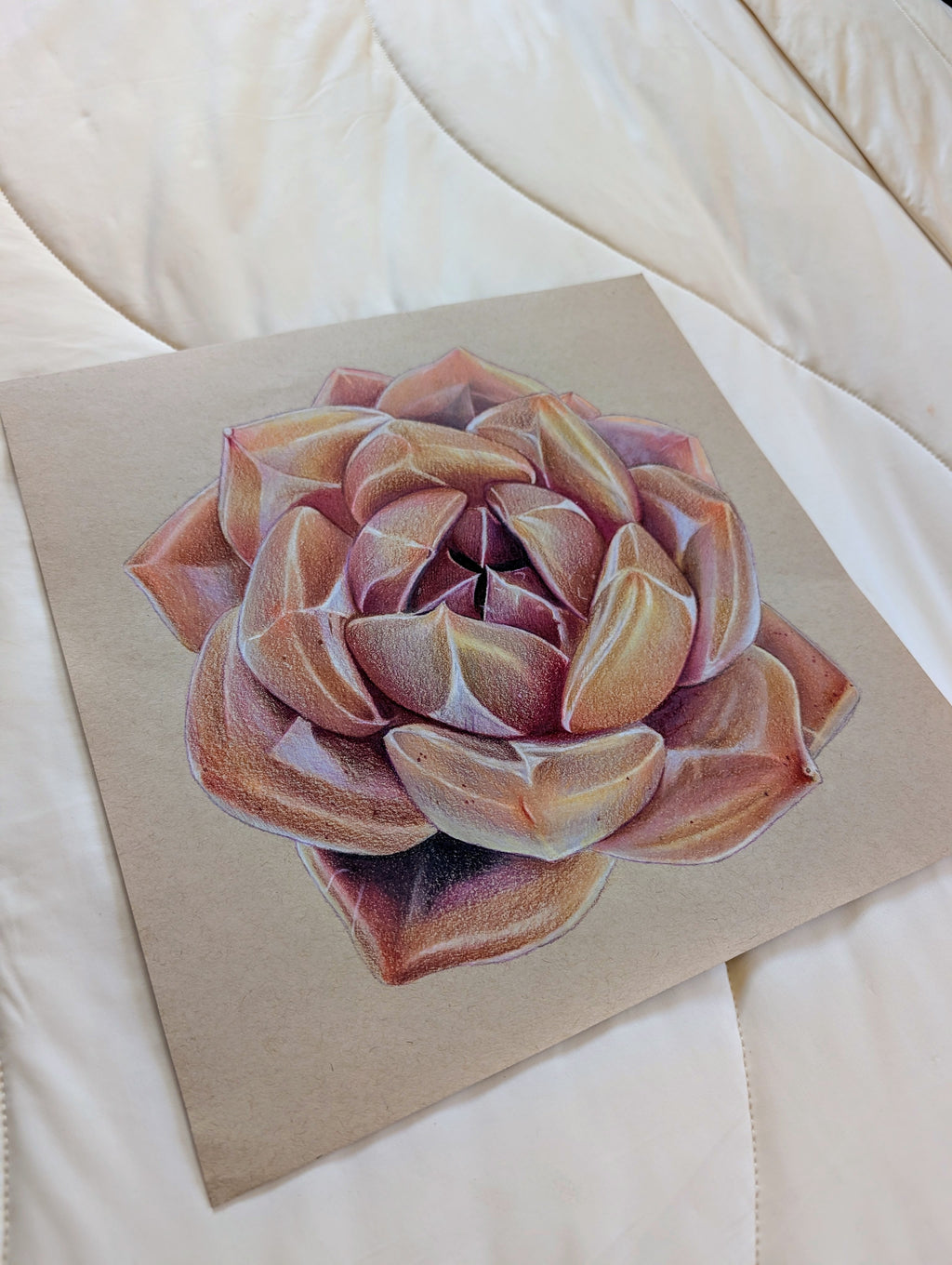 Echeveria Shallot