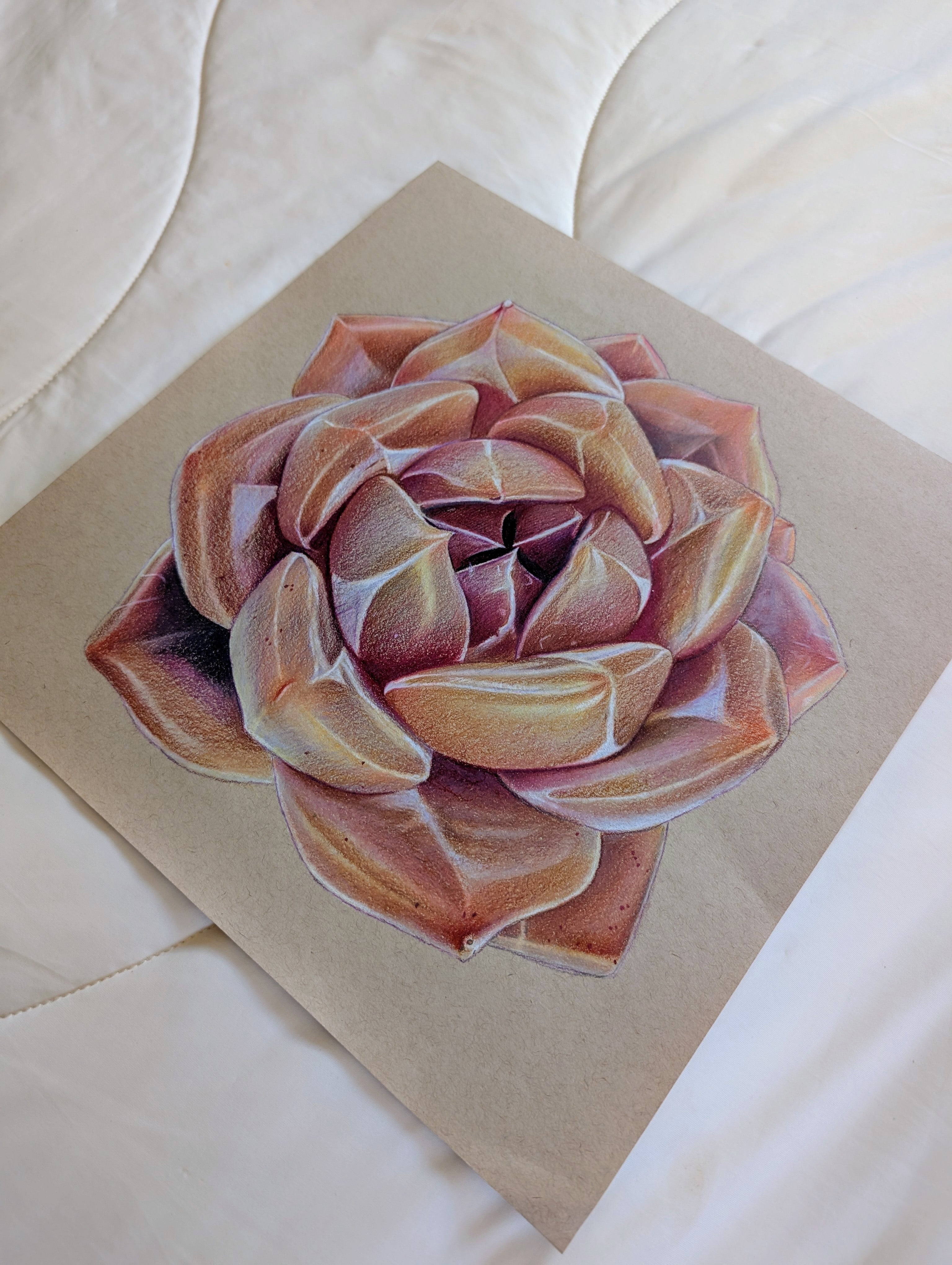 Echeveria Shallot
