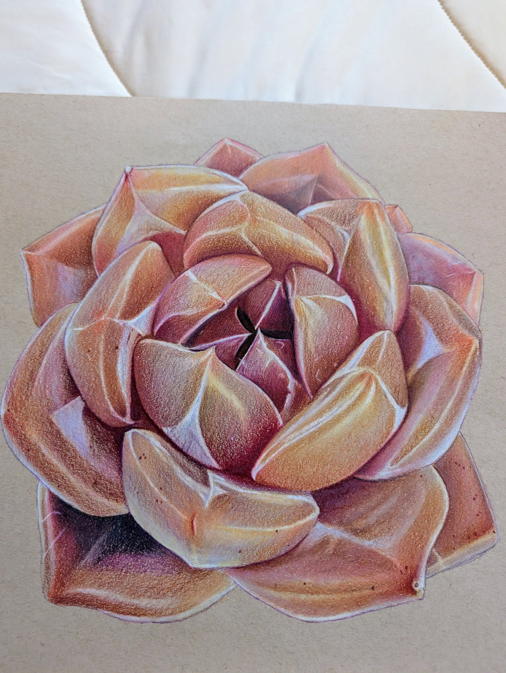 Echeveria Shallot