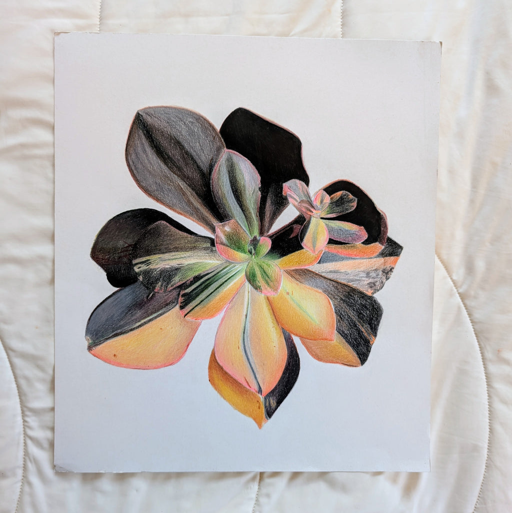 Echeveria Primadonna