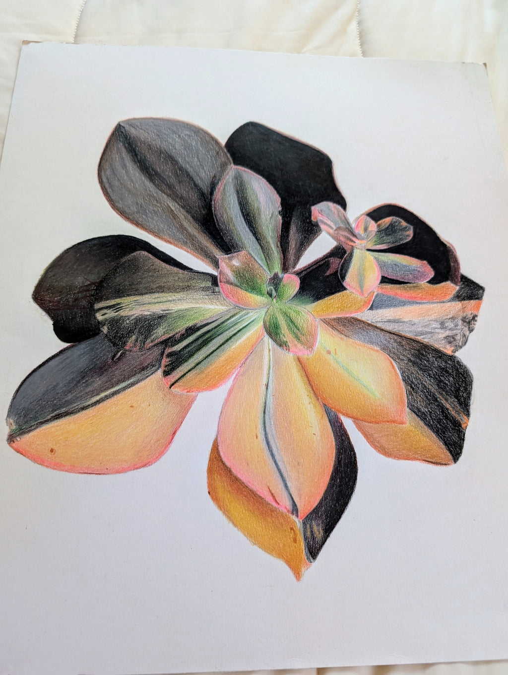 Echeveria Primadonna