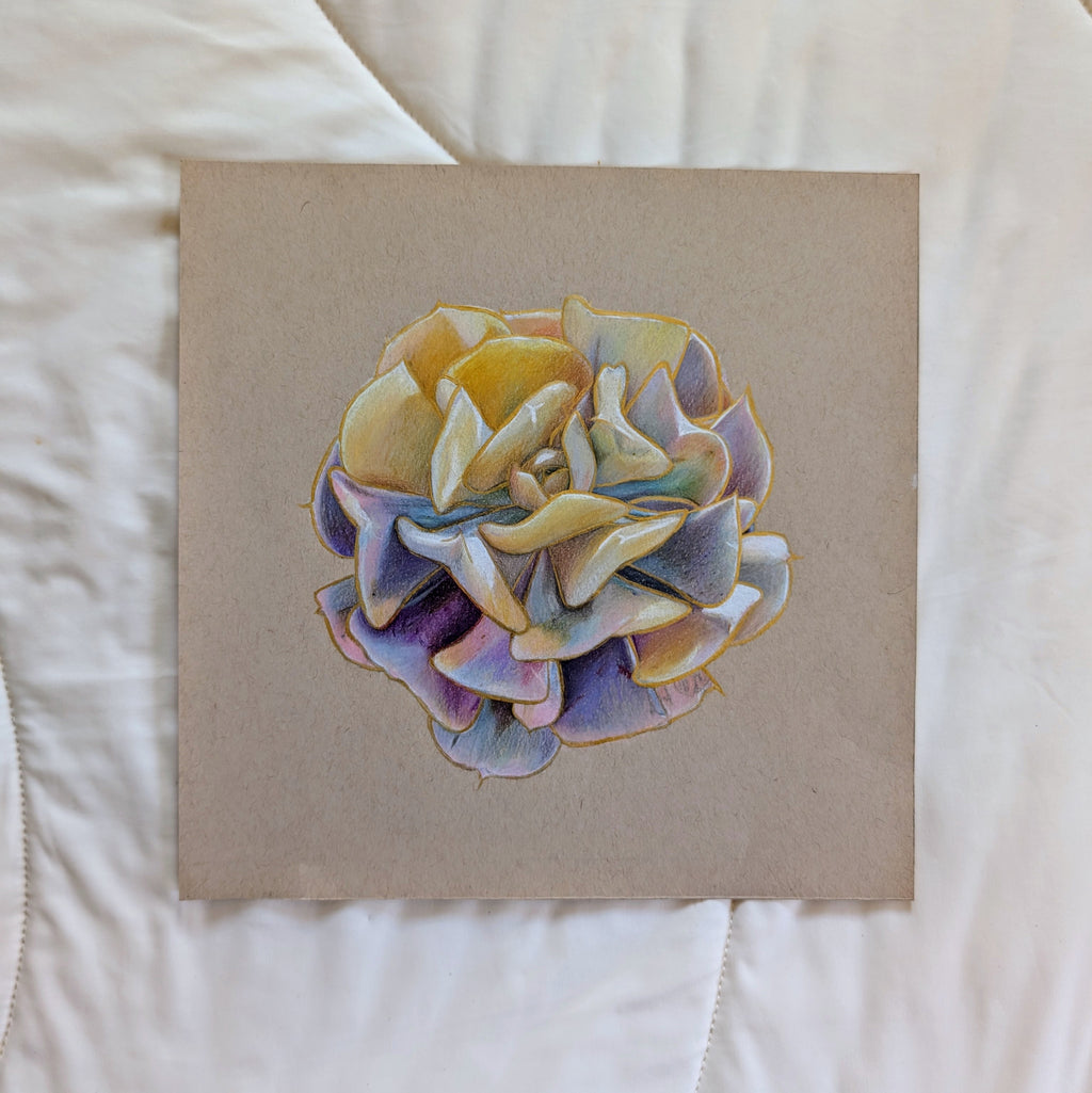 Variegated Echeveria Cubic Frost