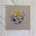 Variegated Echeveria Cubic Frost