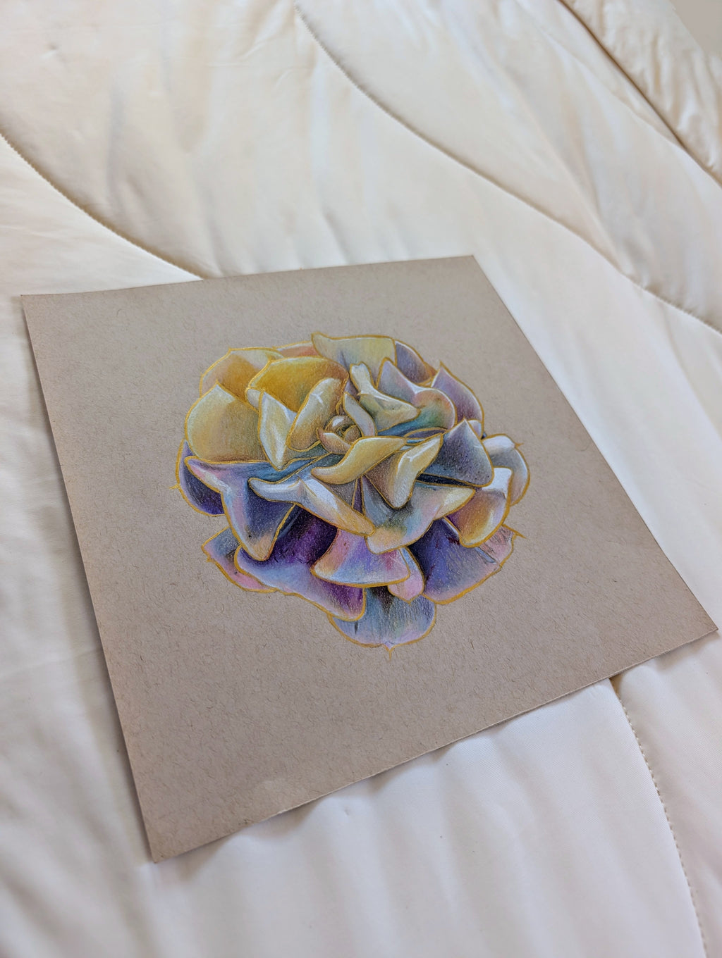 Variegated Echeveria Cubic Frost
