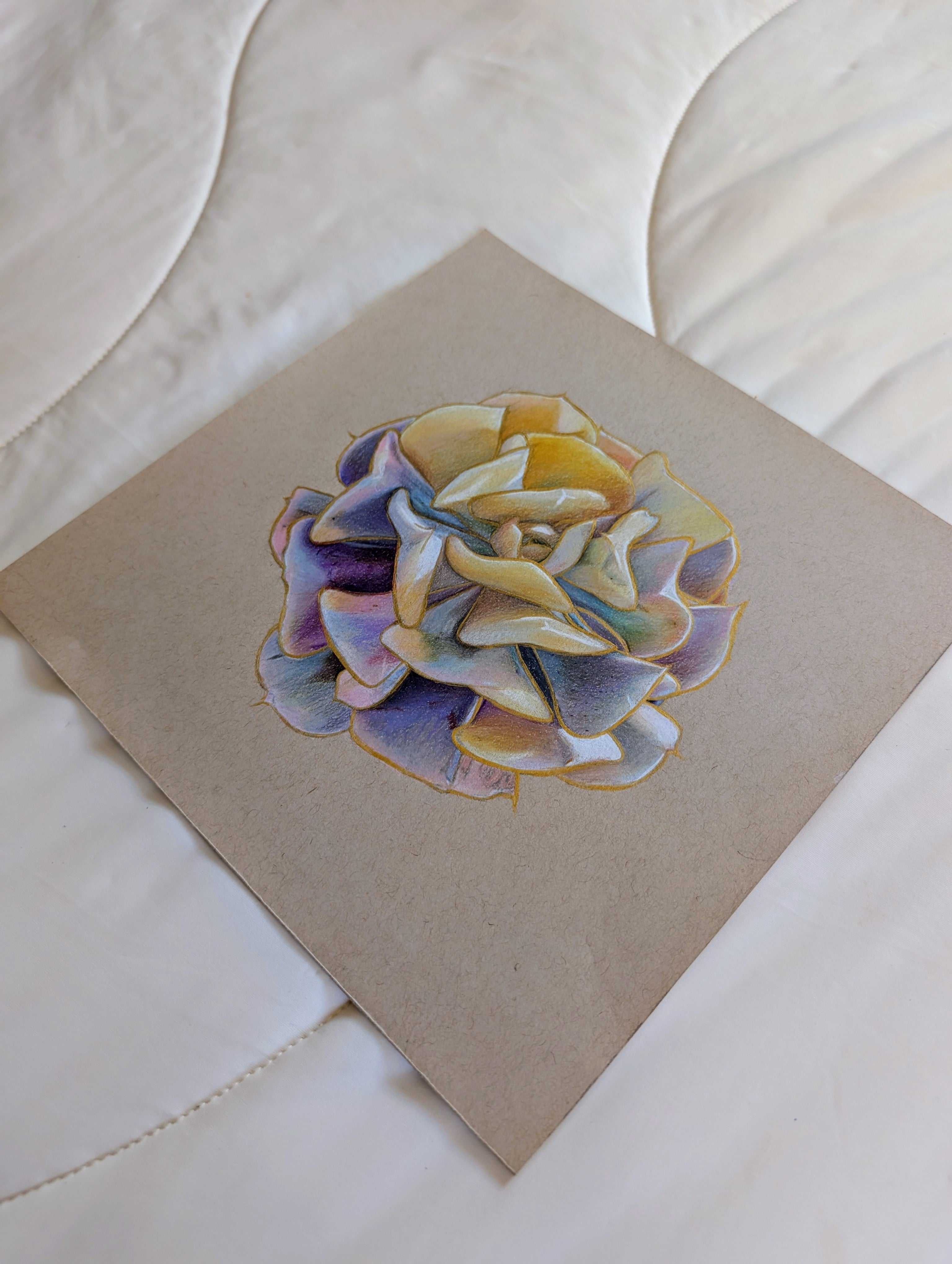 Variegated Echeveria Cubic Frost