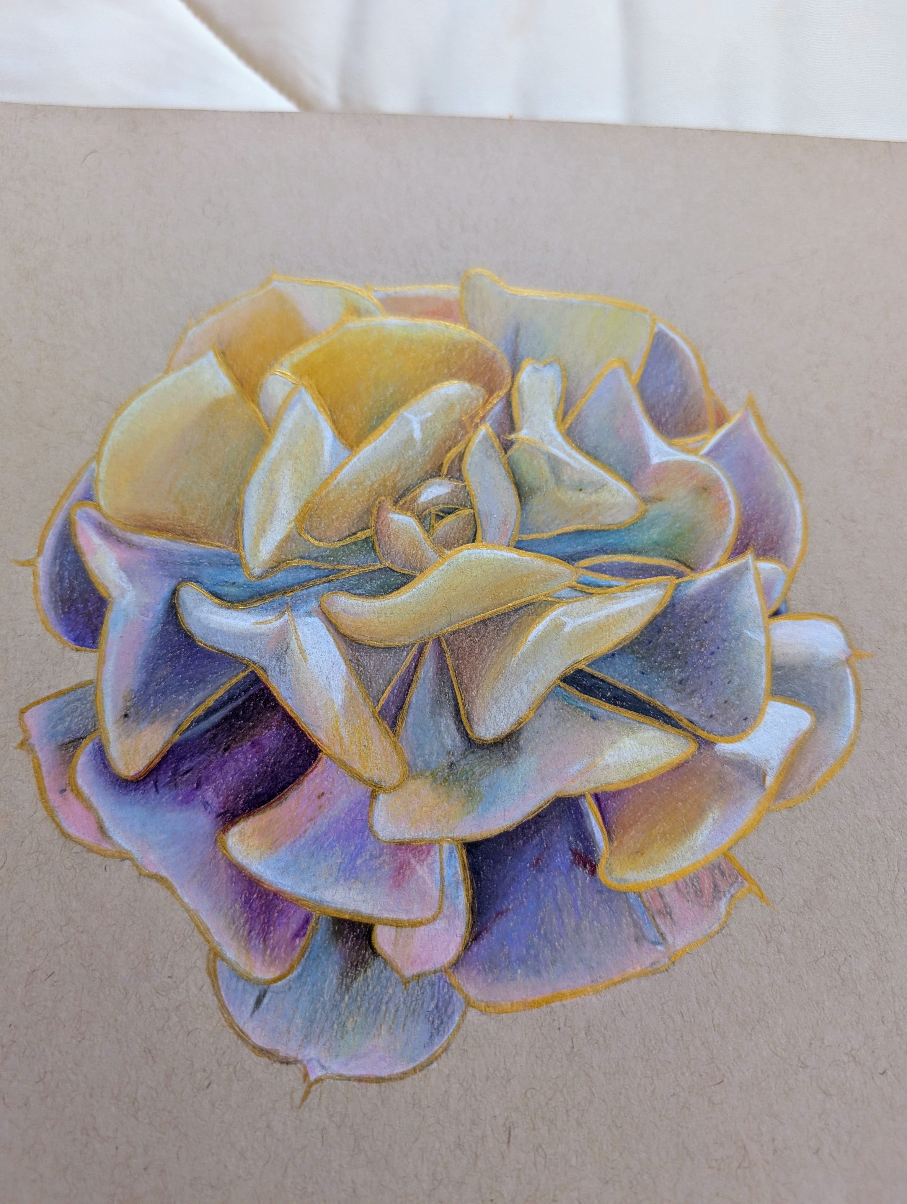 Variegated Echeveria Cubic Frost