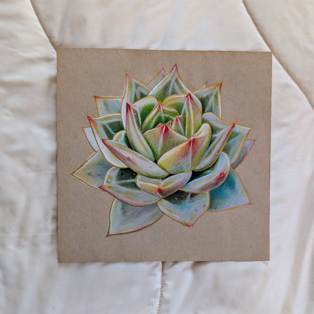 Echeveria White Champagne
