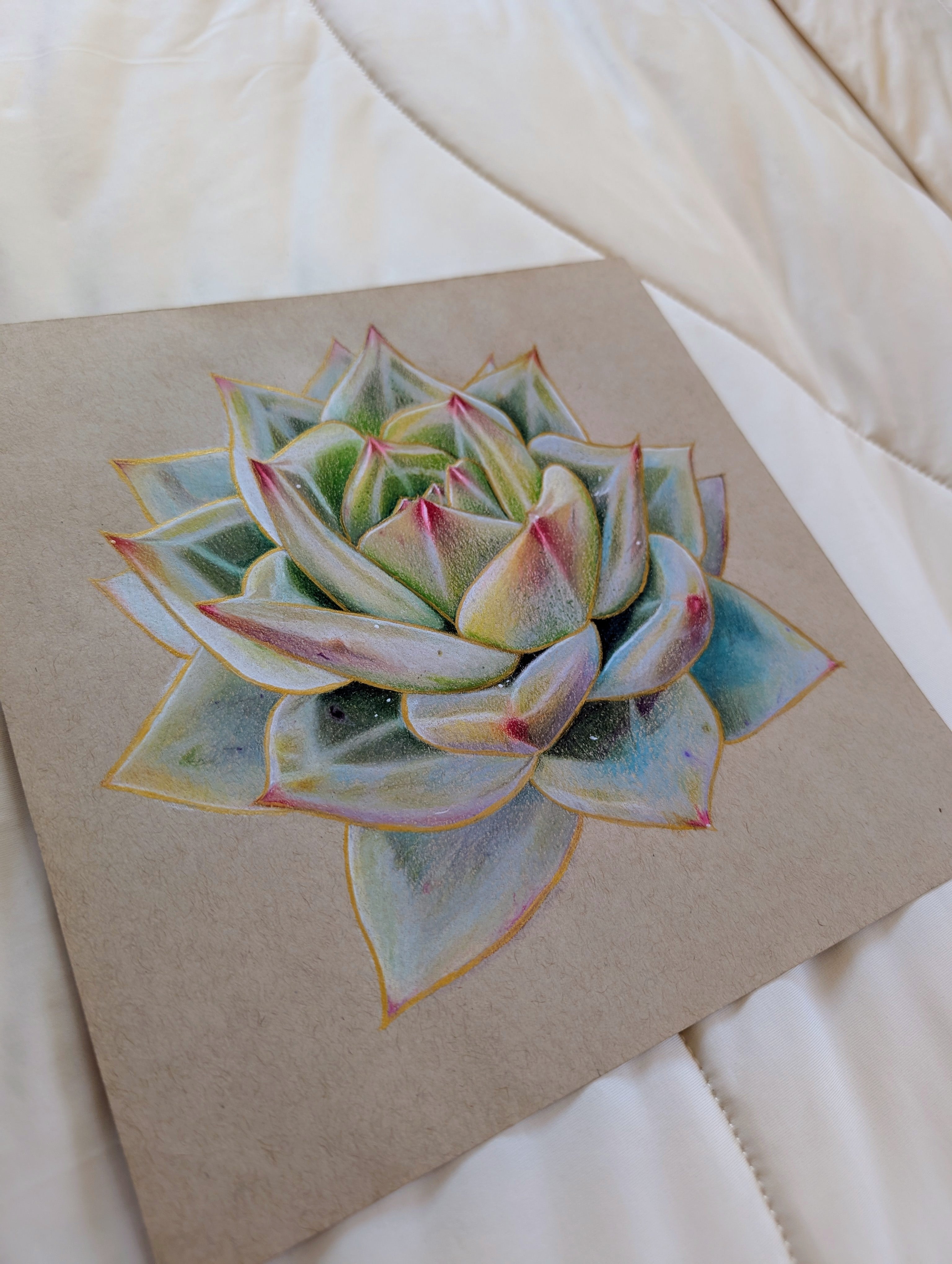 Echeveria White Champagne