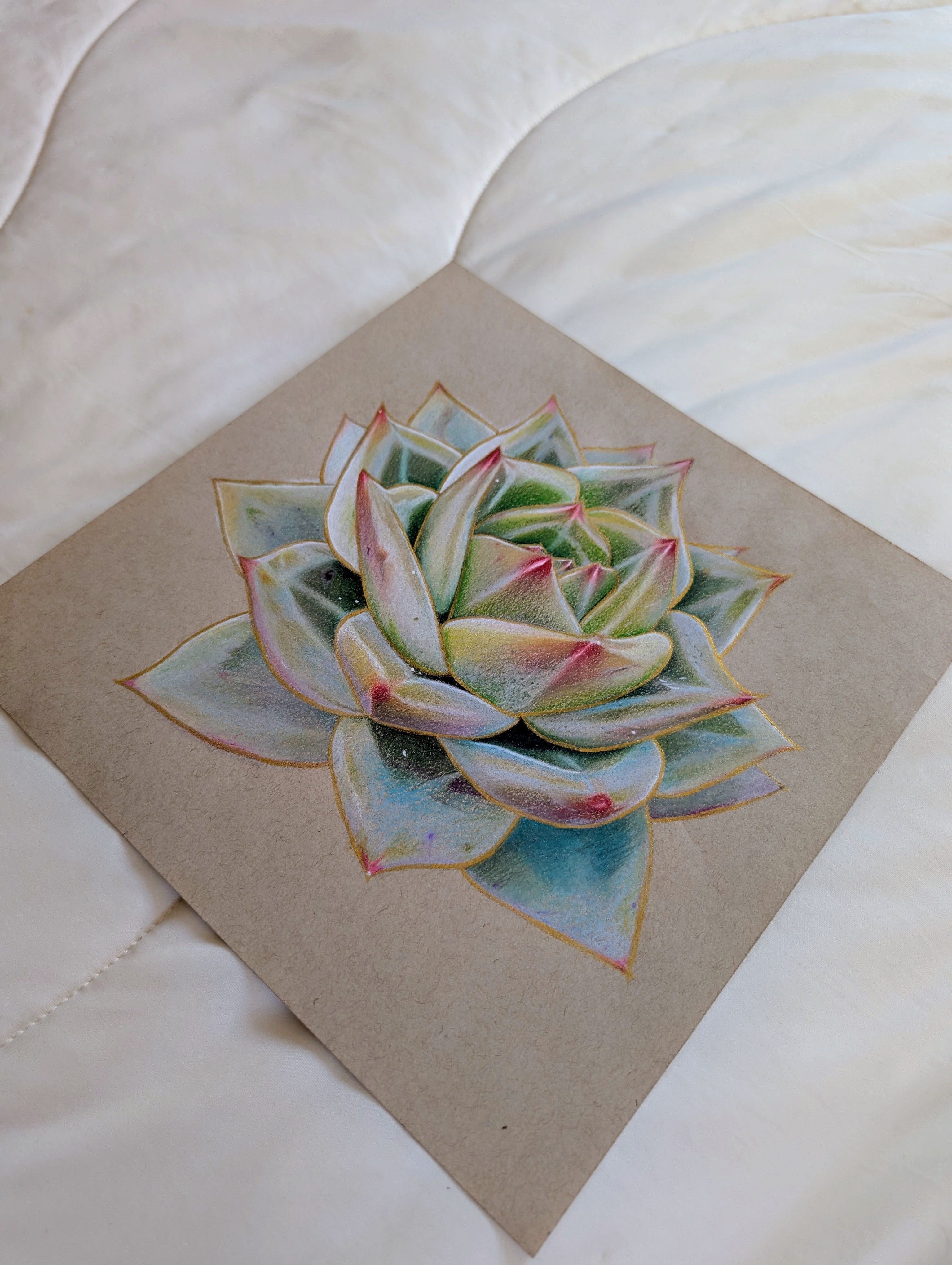 Echeveria White Champagne