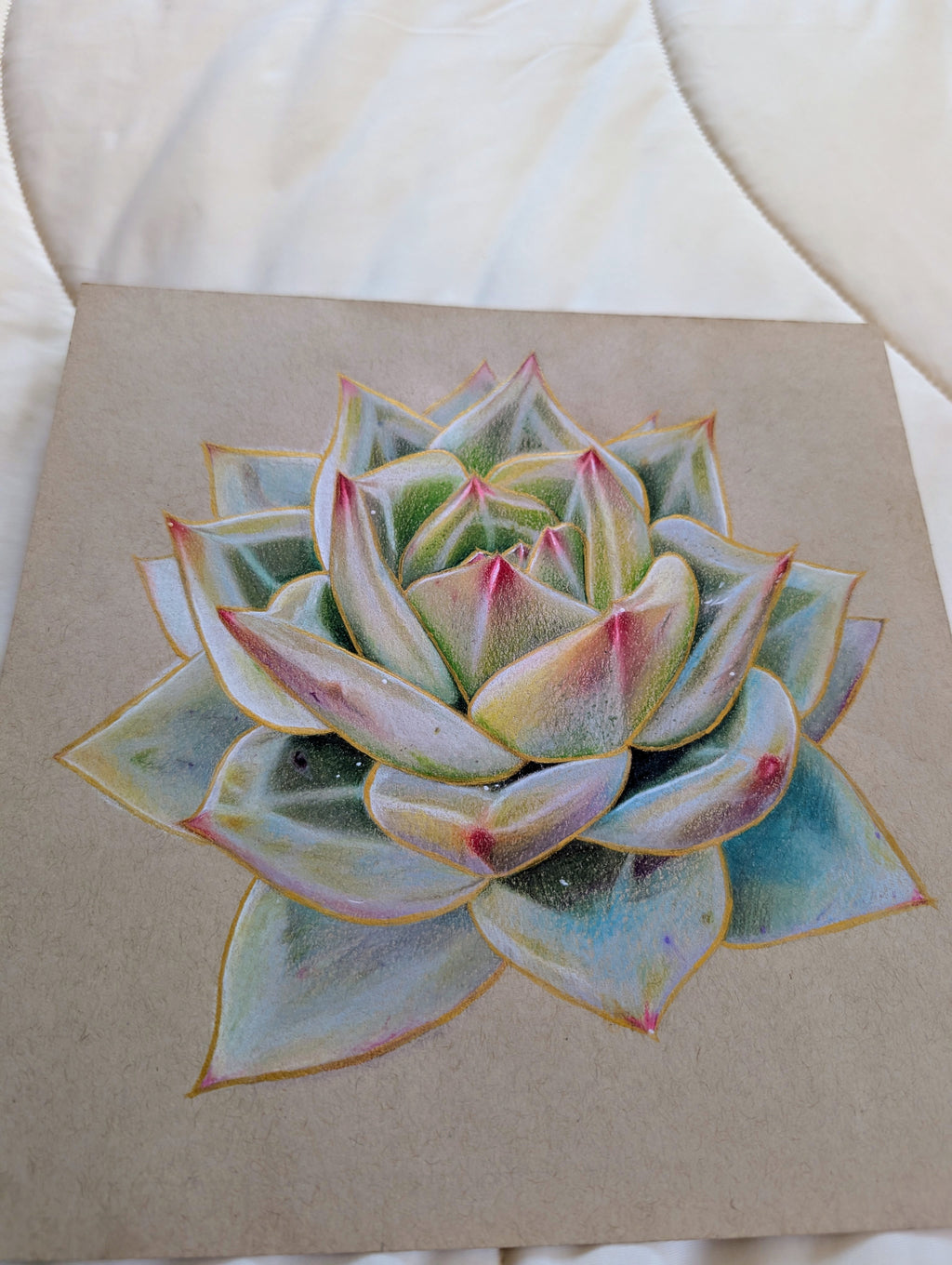 Echeveria White Champagne
