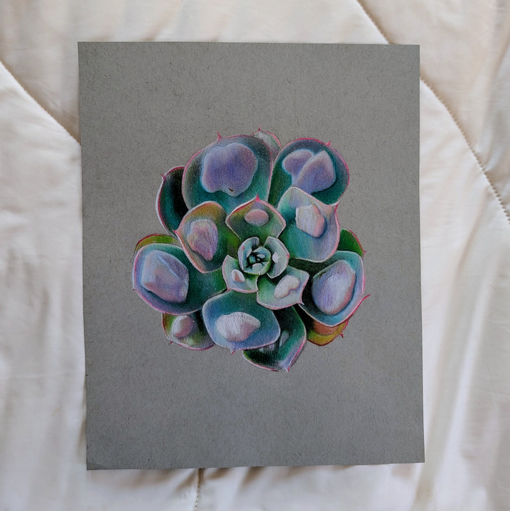 Echeveria Raindrops