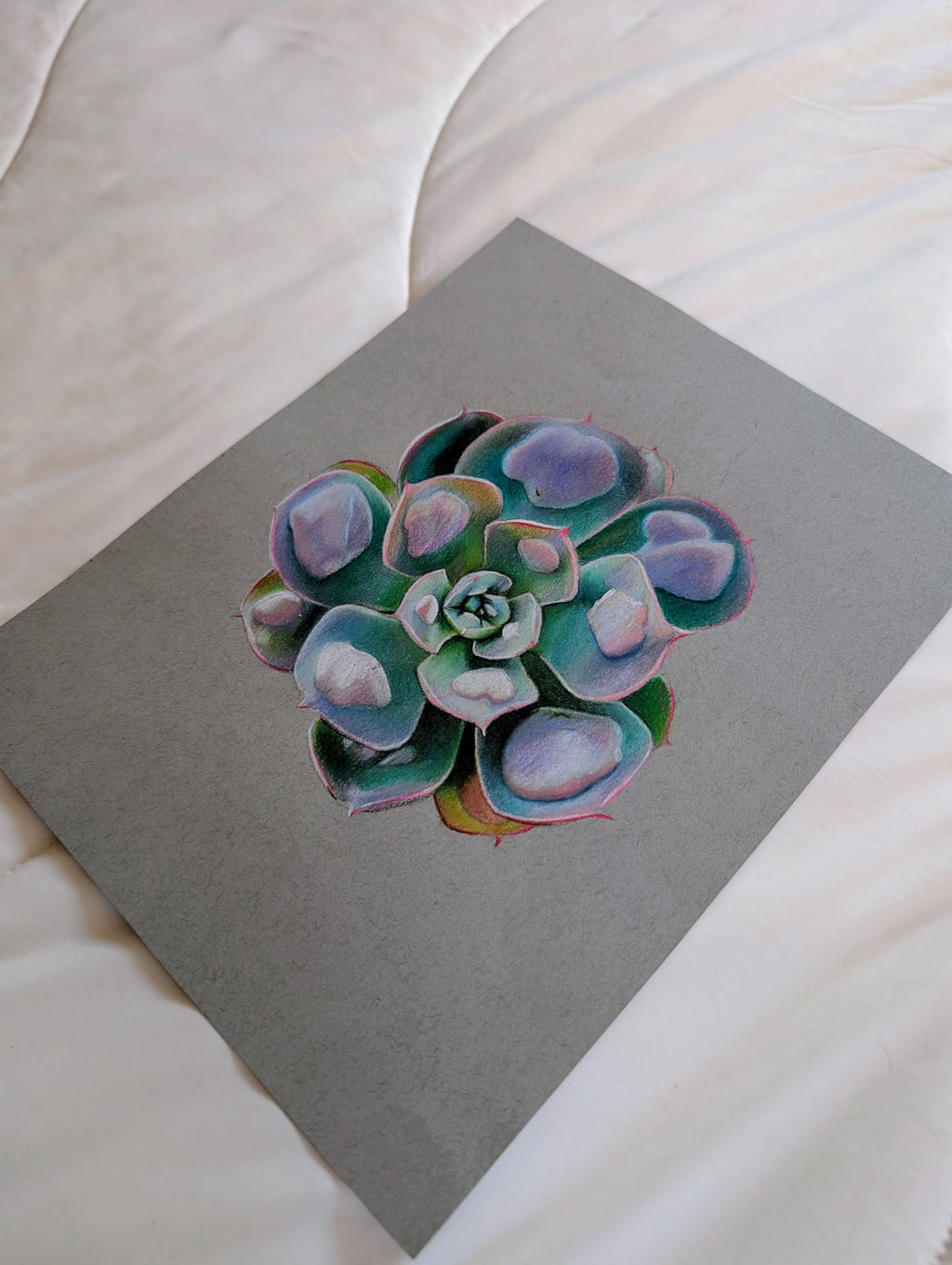 Echeveria Raindrops