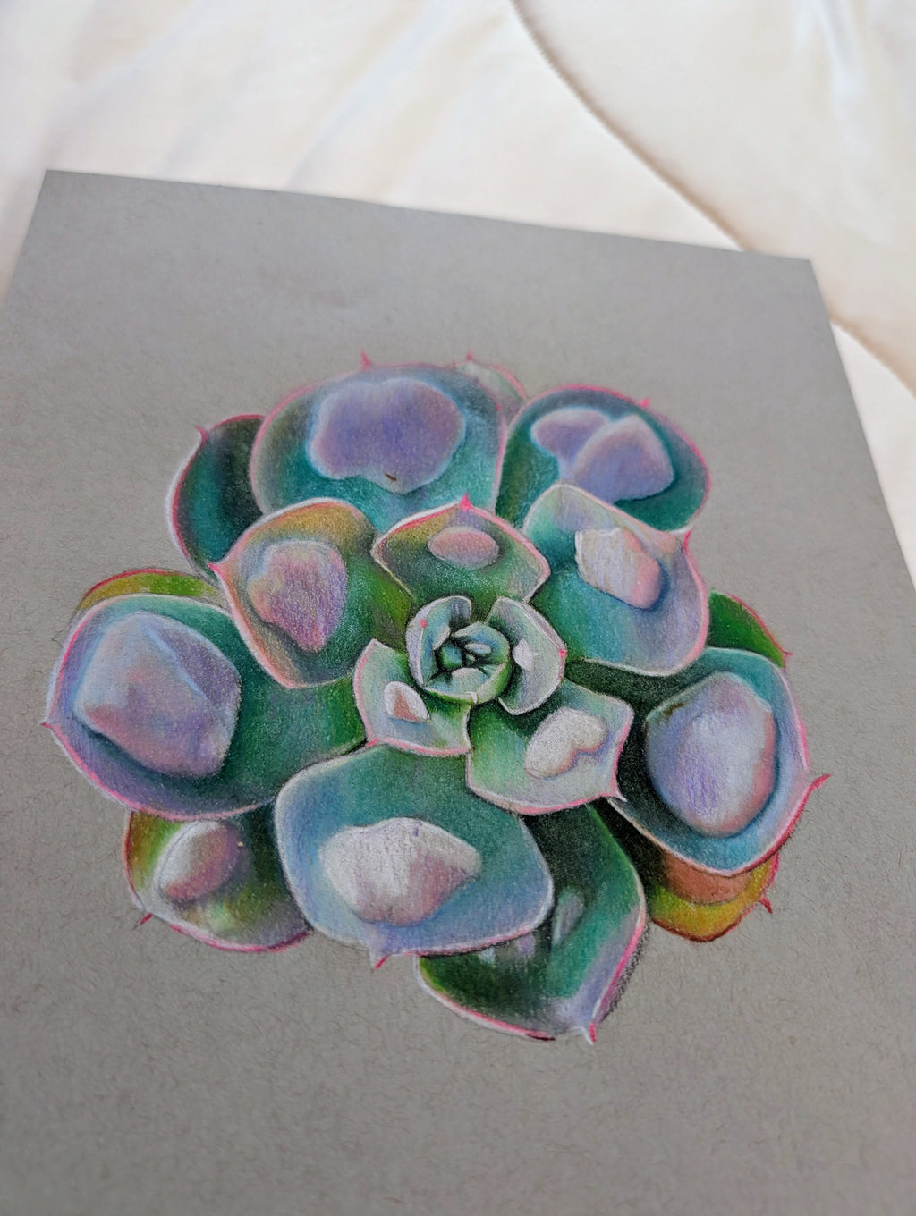 Echeveria Raindrops