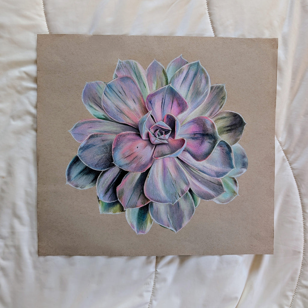 Echeveria Pearl Von Nurnberg