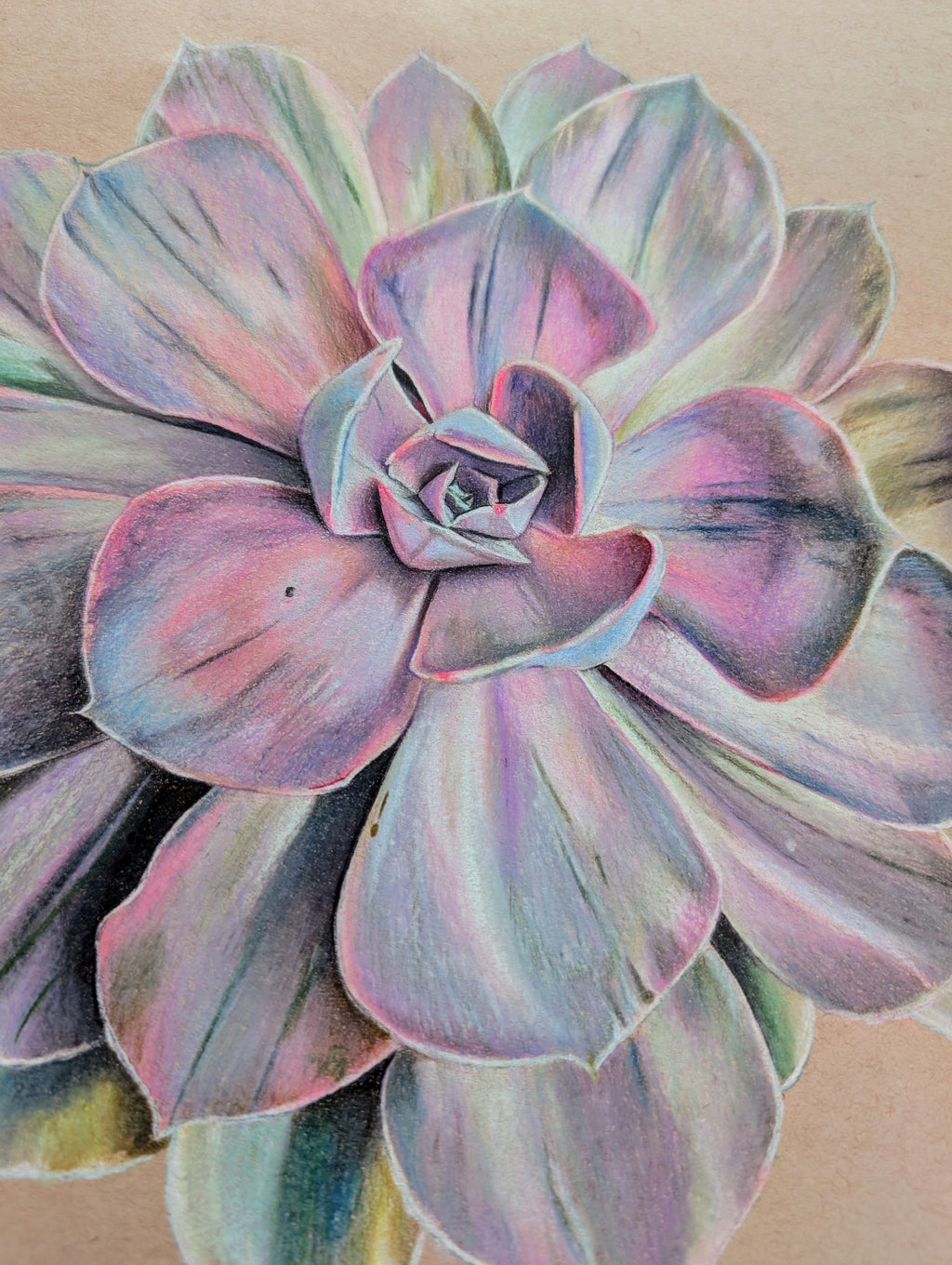 Echeveria Pearl Von Nurnberg