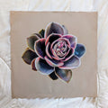Echeveria Rainbow