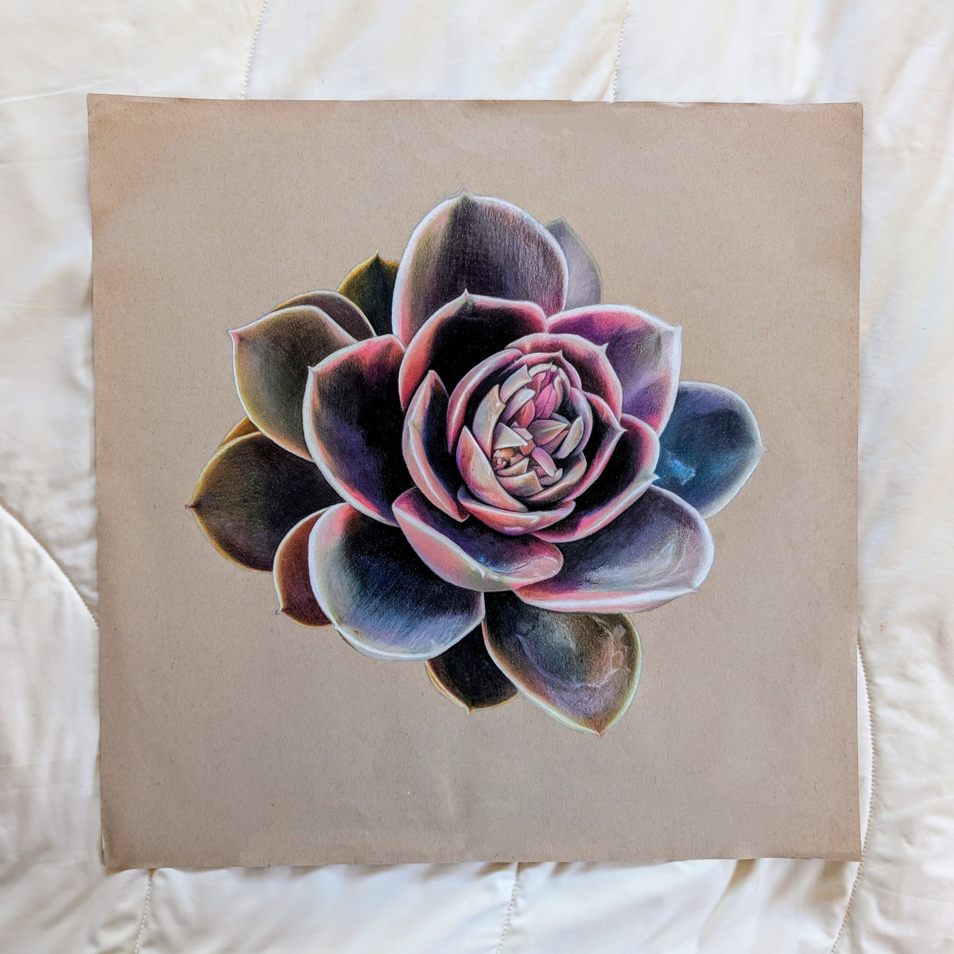 Echeveria Rainbow