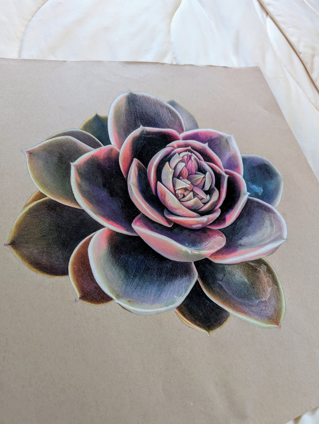 Echeveria Rainbow