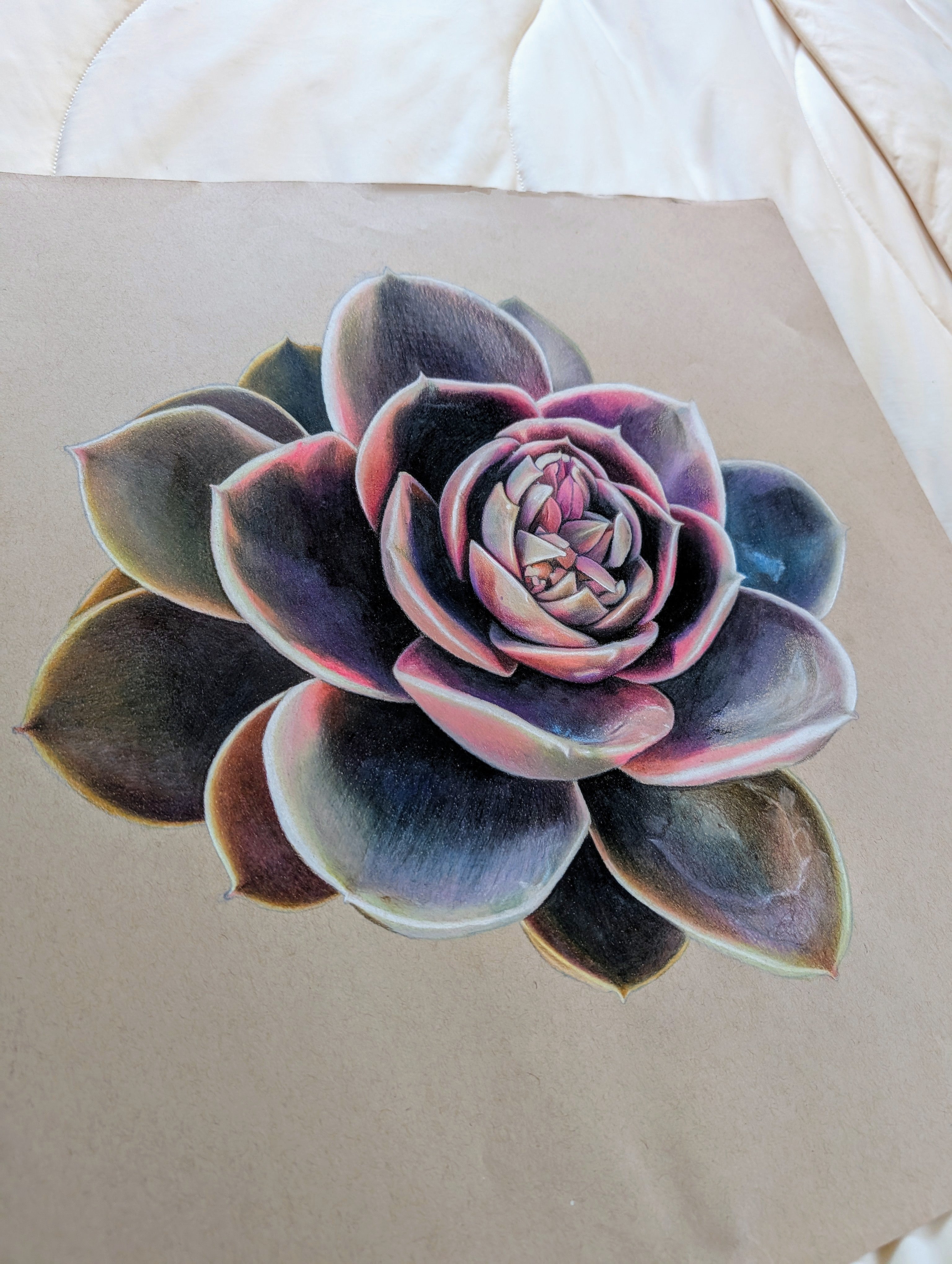 Echeveria Rainbow