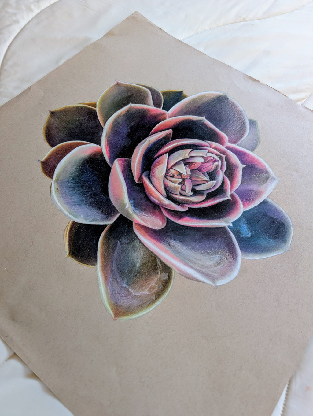 Echeveria Rainbow