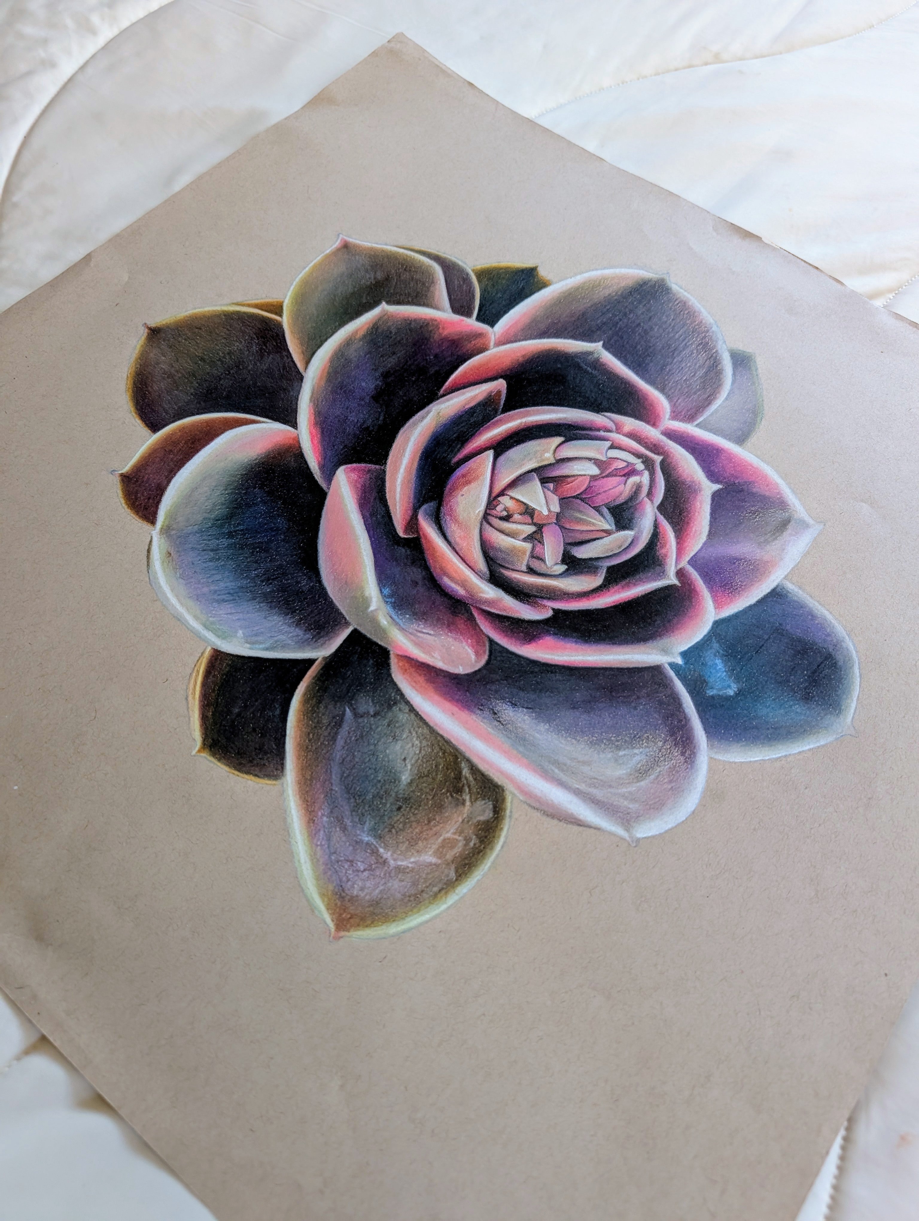 Echeveria Rainbow