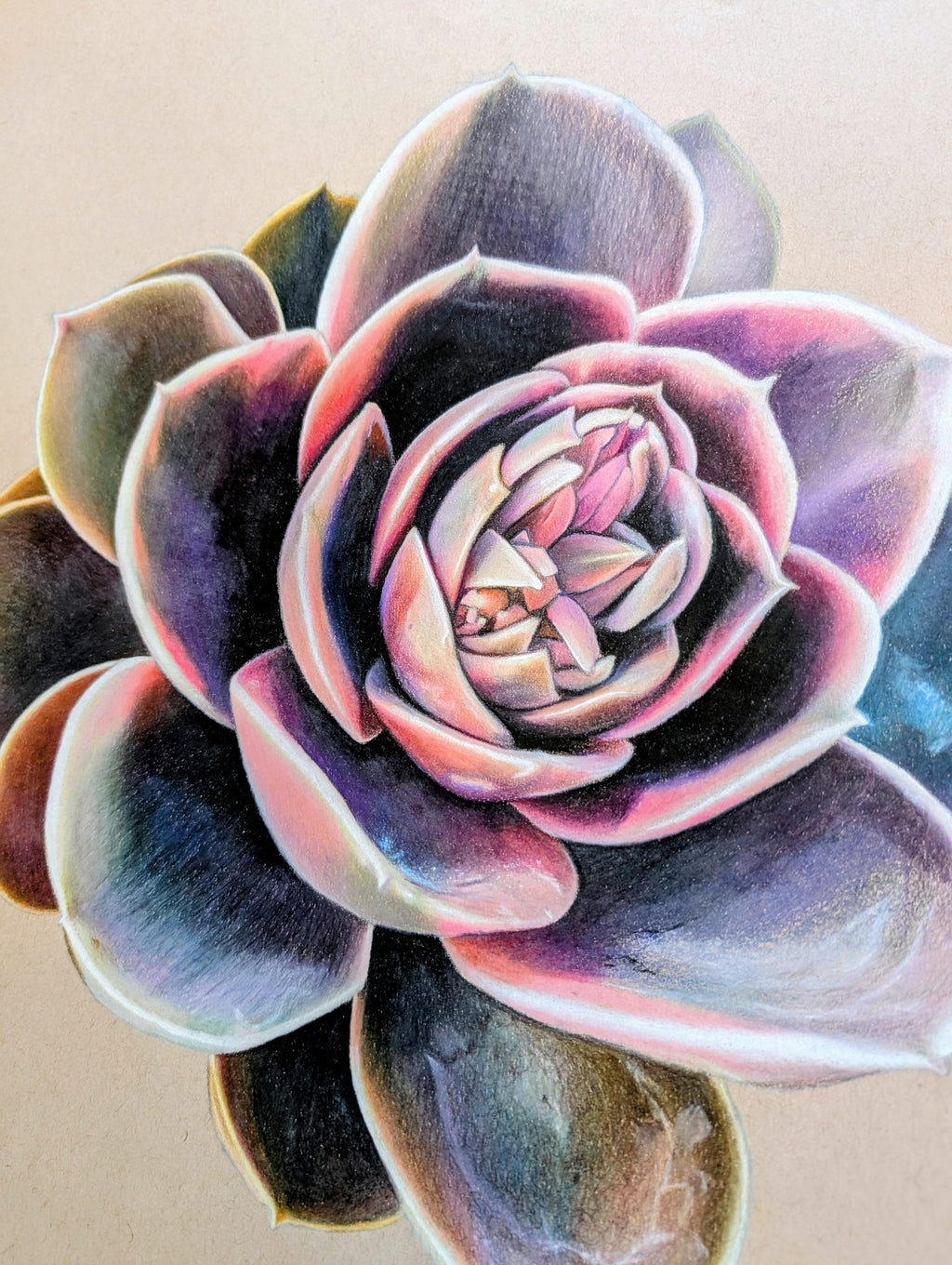 Echeveria Rainbow