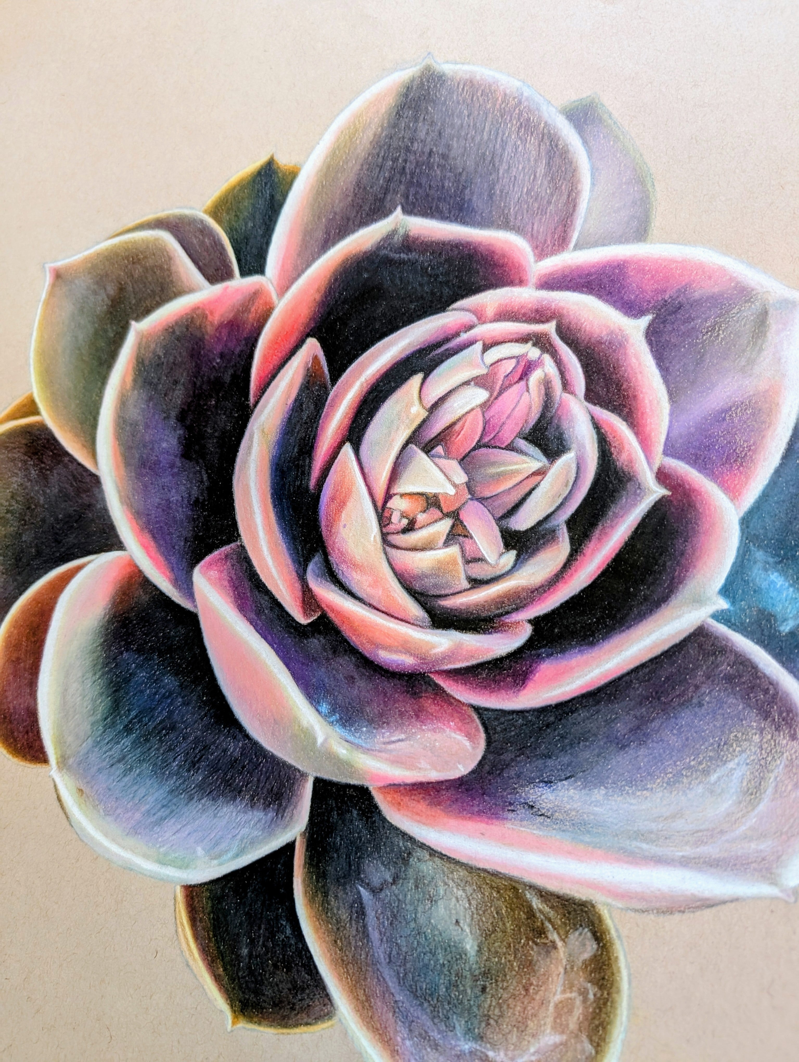 Echeveria Rainbow