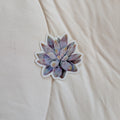 Echeveria Tolimanensis