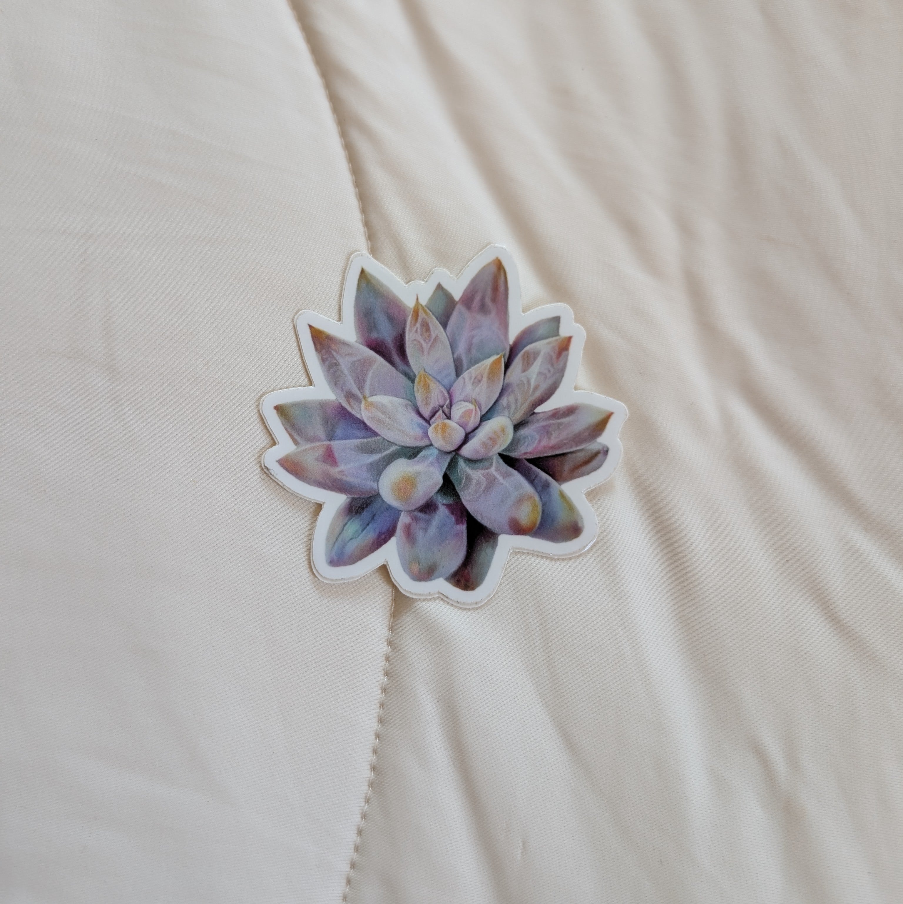 Echeveria Tolimanensis