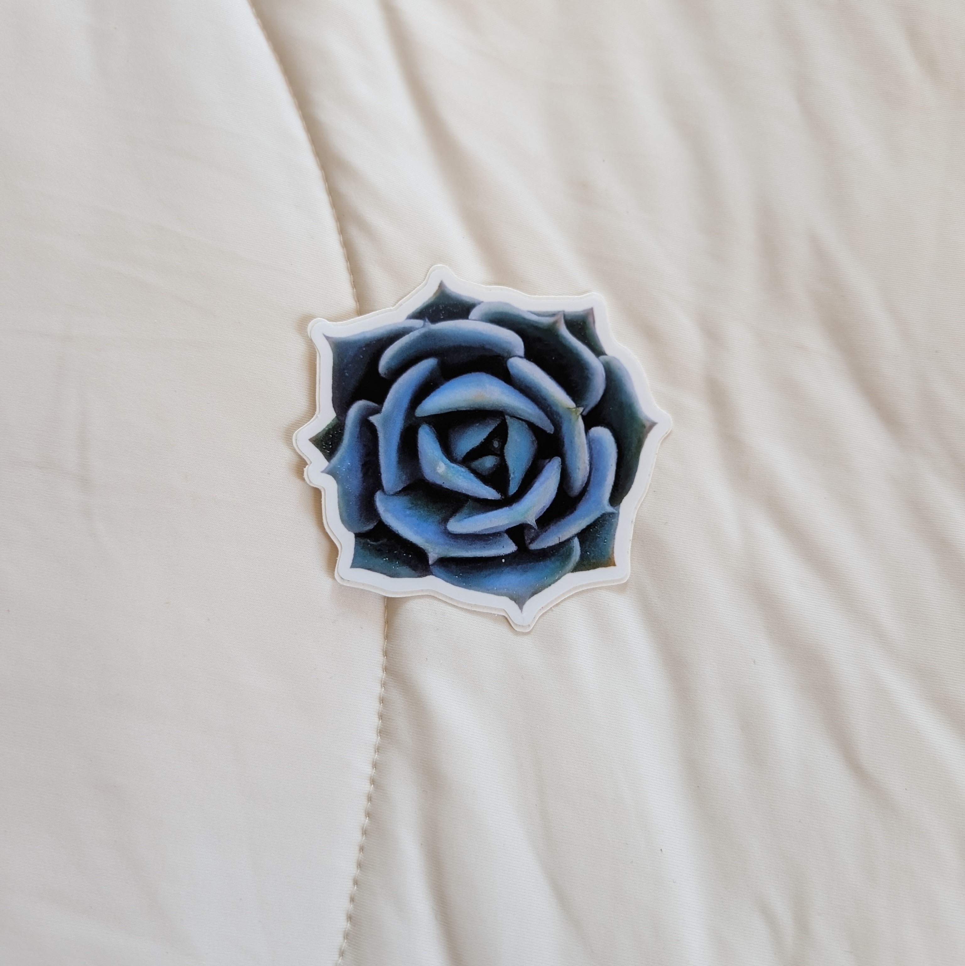 Echeveria Lola